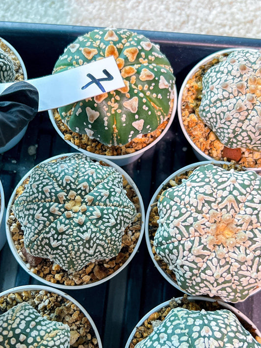 Custom Order- We’ll send you the exact live plant pictured (T4) (y7) | Las Vegas Seller | 3" Pot