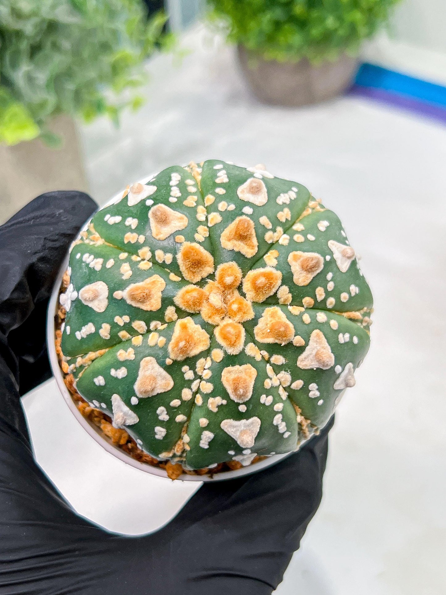 Custom Order- We’ll send you the exact live plant pictured (T4) (y7) | Las Vegas Seller | 3" Pot
