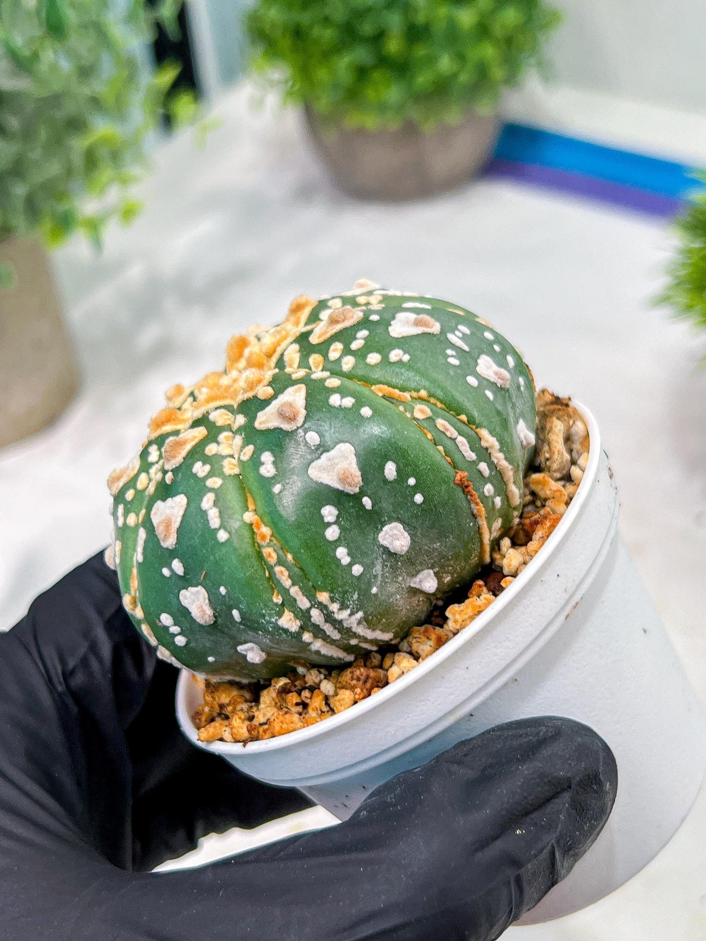 Custom Order- We’ll send you the exact live plant pictured (T4) (y7) | Las Vegas Seller | 3" Pot