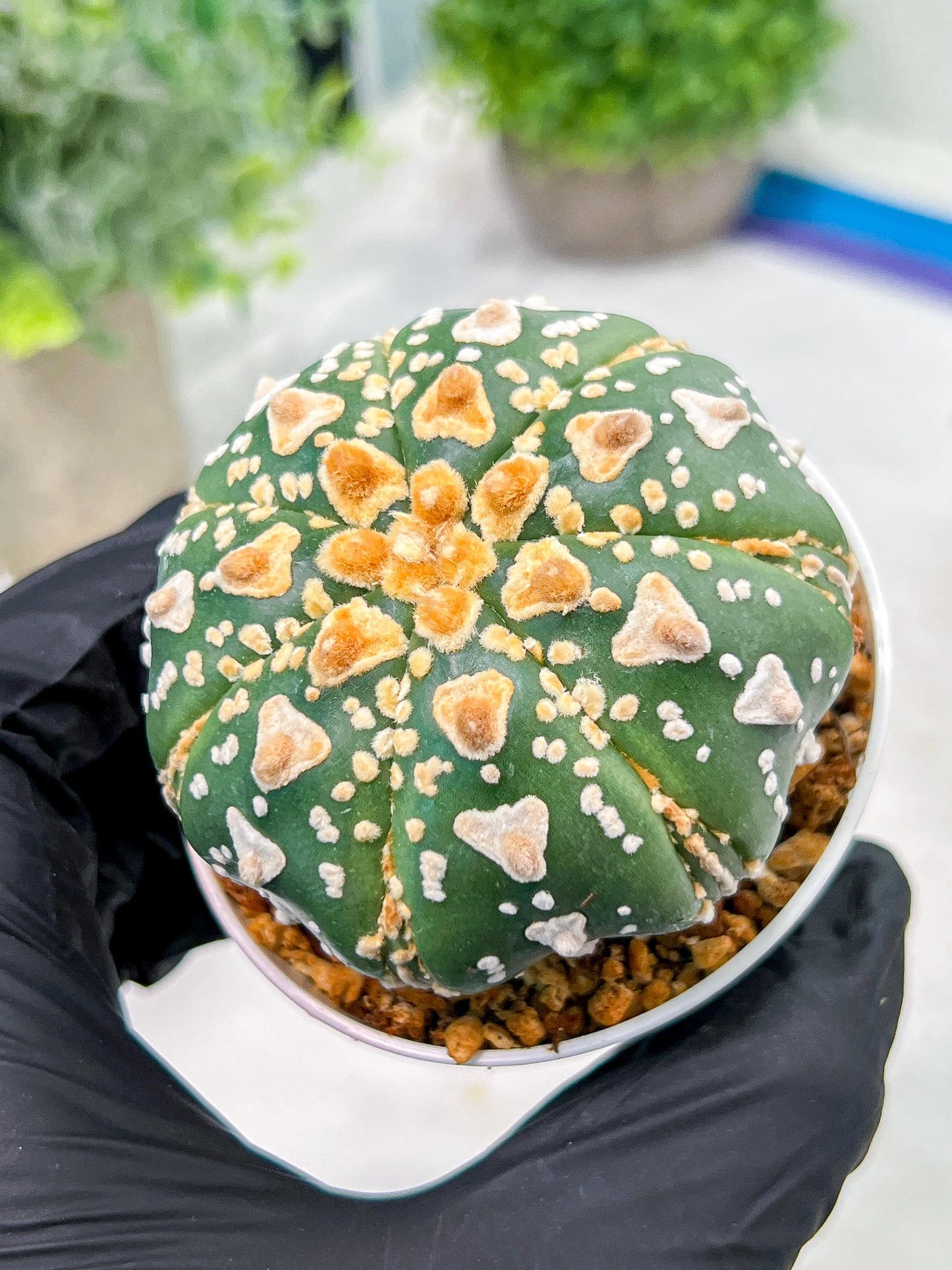 Custom Order- We’ll send you the exact live plant pictured (T4) (y7) | Las Vegas Seller | 3" Pot