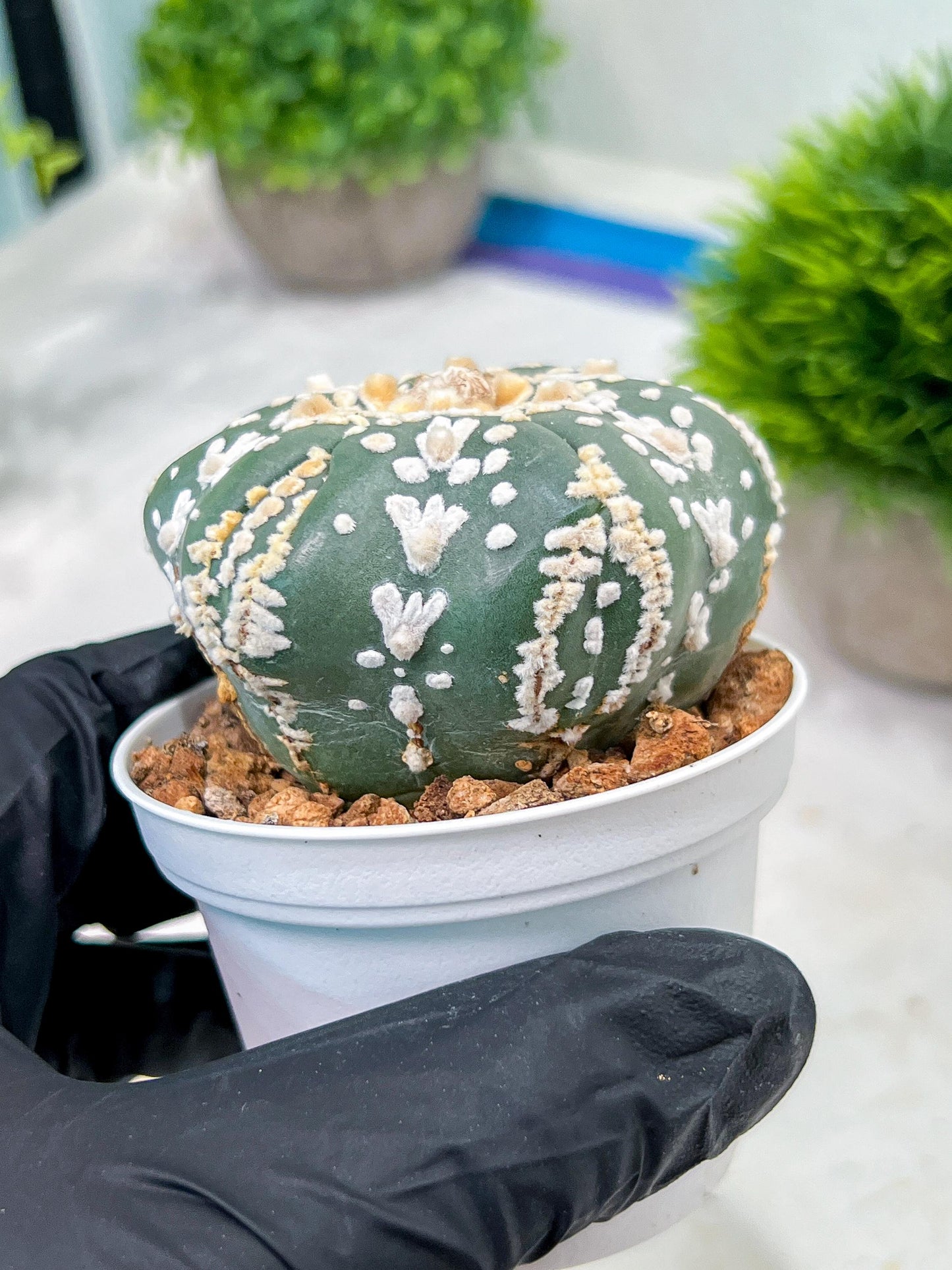 Custom Order- We’ll send you the exact live plant pictured (T4) (b1) | NEVADA Plant Seller | 3" Pot
