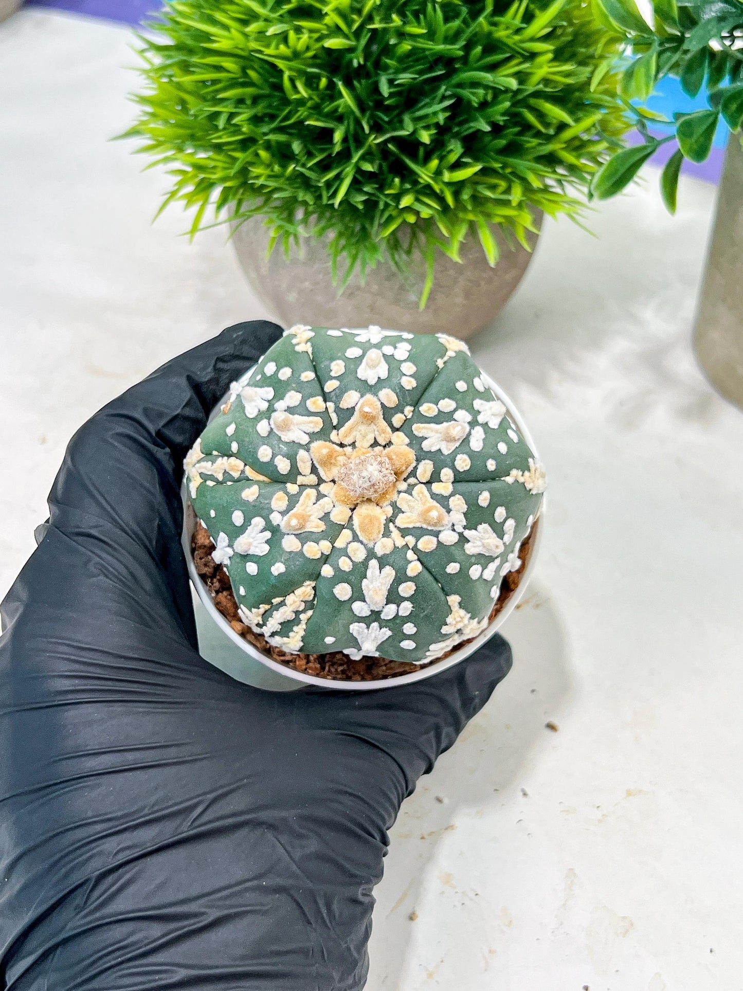 Custom Order- We’ll send you the exact live plant pictured (T4) (b1) | NEVADA Plant Seller | 3" Pot
