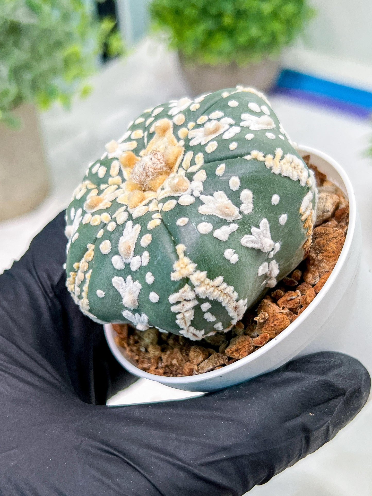 Custom Order- We’ll send you the exact live plant pictured (T4) (b1) | NEVADA Plant Seller | 3" Pot