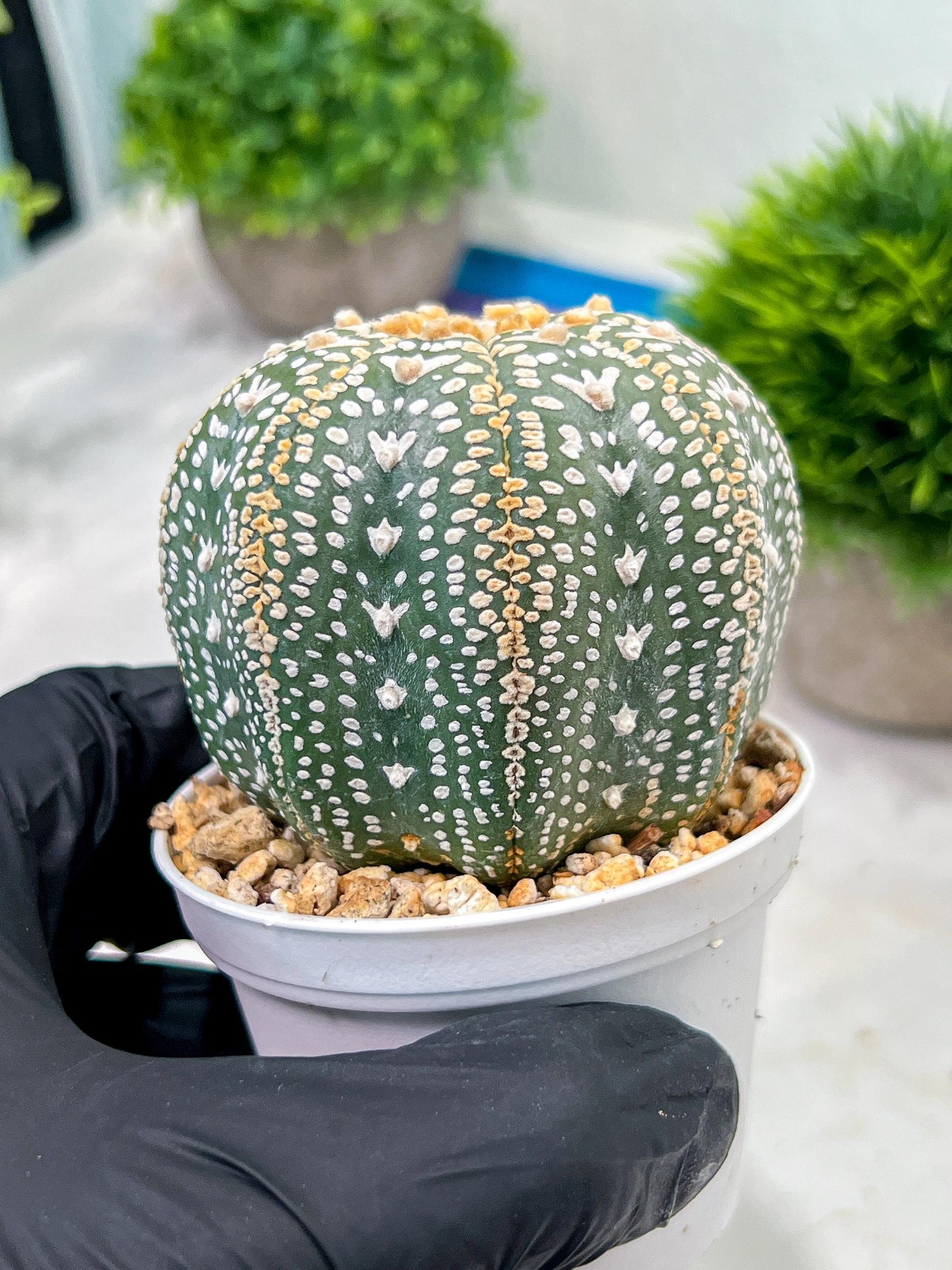 Custom Order- We’ll send you the exact live plant pictured (T4) (b2) | USA Plant Seller | 3" Pot