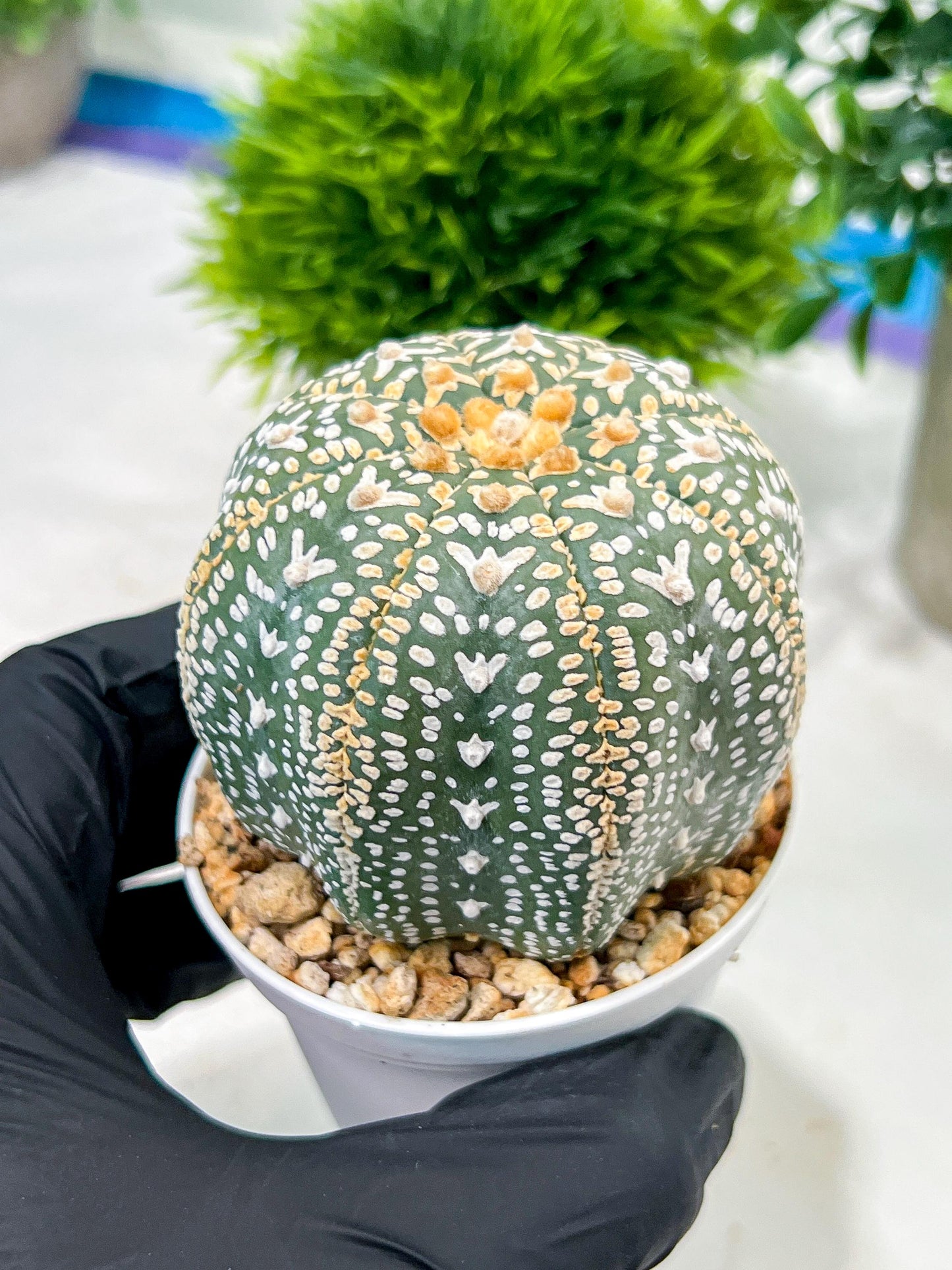 Custom Order- We’ll send you the exact live plant pictured (T4) (b2) | USA Plant Seller | 3" Pot