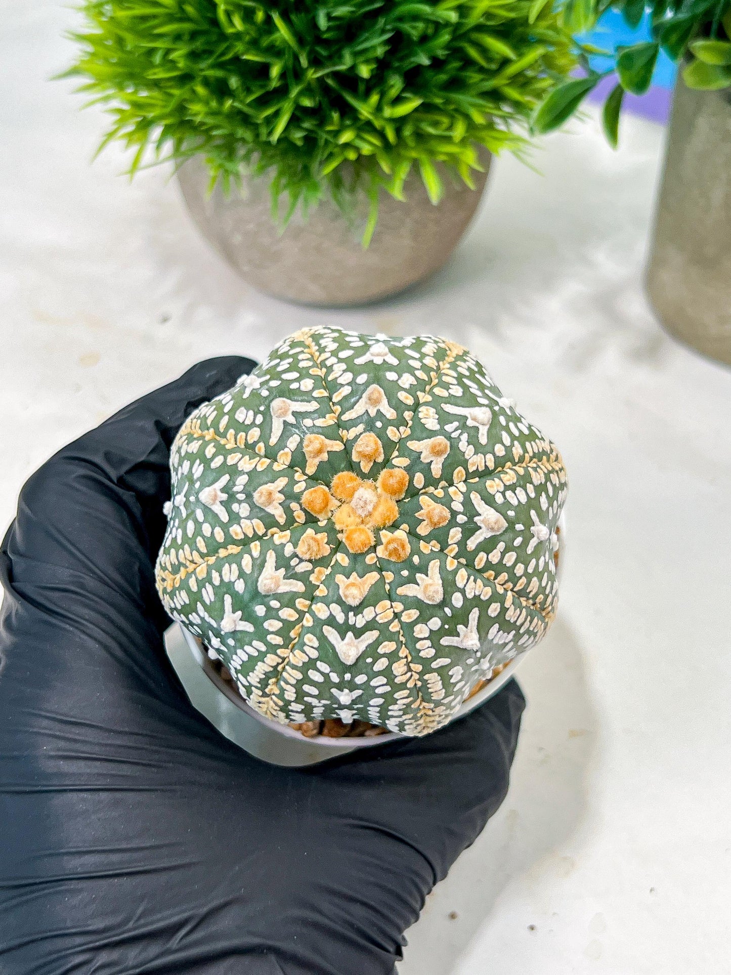 Custom Order- We’ll send you the exact live plant pictured (T4) (b2) | USA Plant Seller | 3" Pot