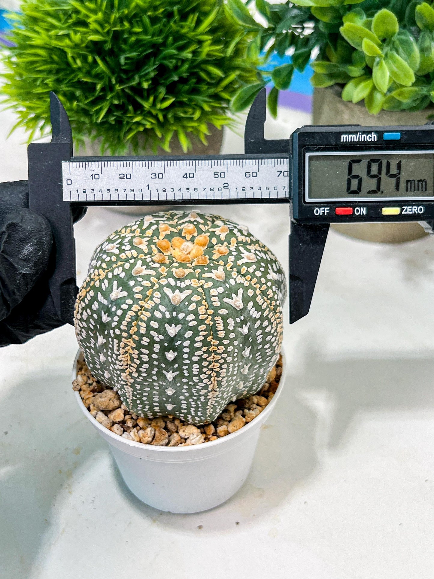 Custom Order- We’ll send you the exact live plant pictured (T4) (b2) | USA Plant Seller | 3" Pot