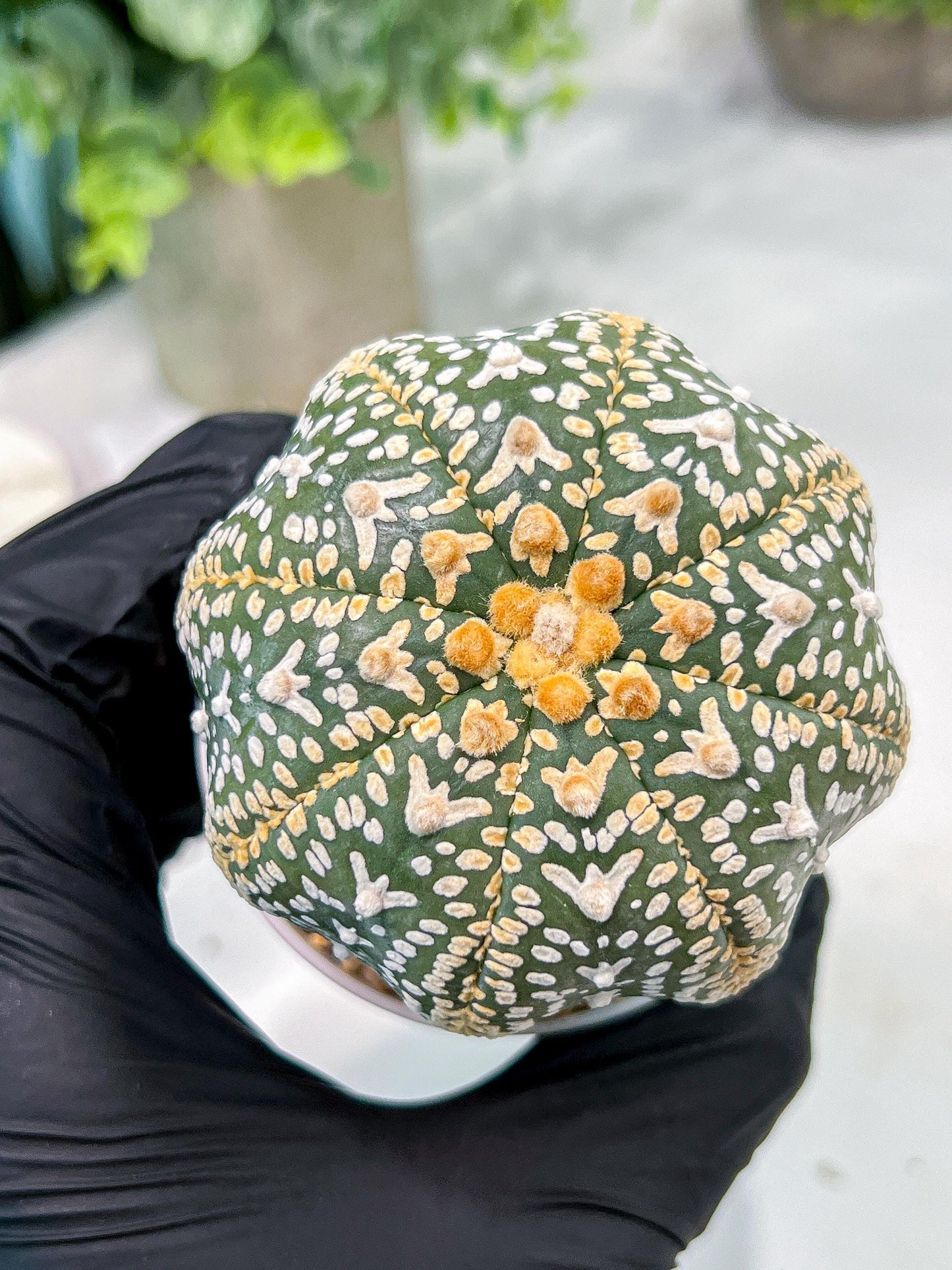 Custom Order- We’ll send you the exact live plant pictured (T4) (b2) | USA Plant Seller | 3" Pot