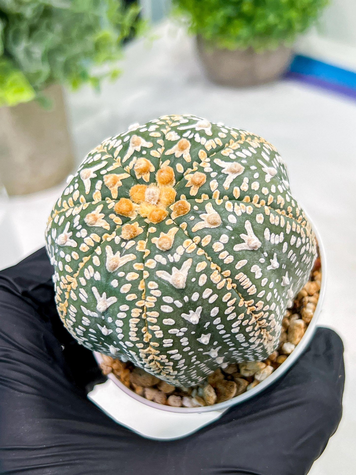 Custom Order- We’ll send you the exact live plant pictured (T4) (b2) | USA Plant Seller | 3" Pot