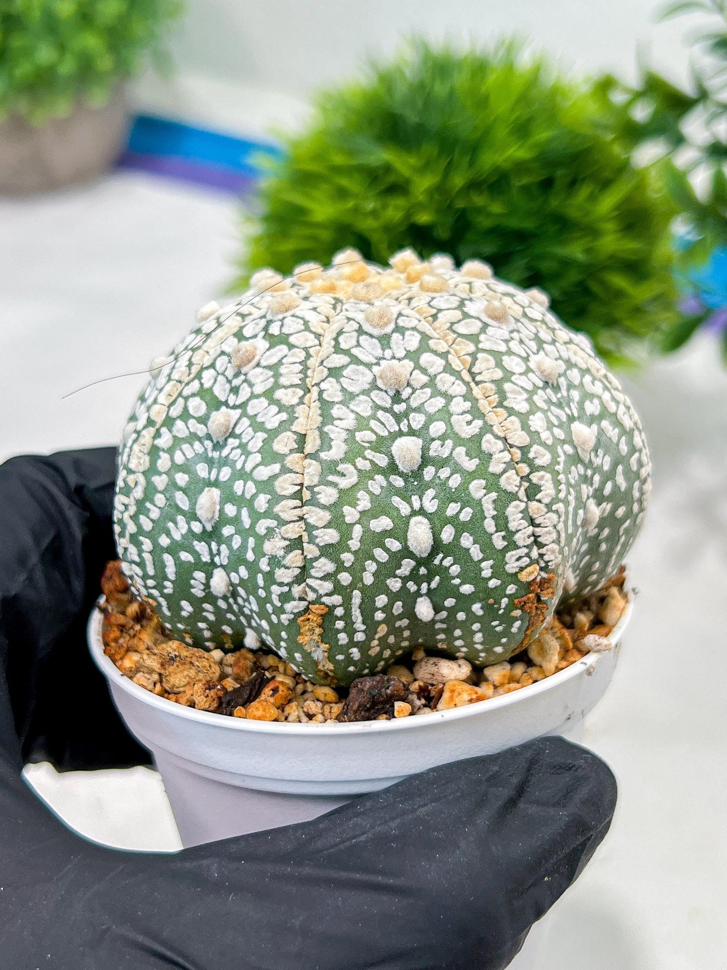 Custom Order- We’ll send you the exact live plant pictured (T4) (b4) | Vegas Plant Shop | 3" Pot