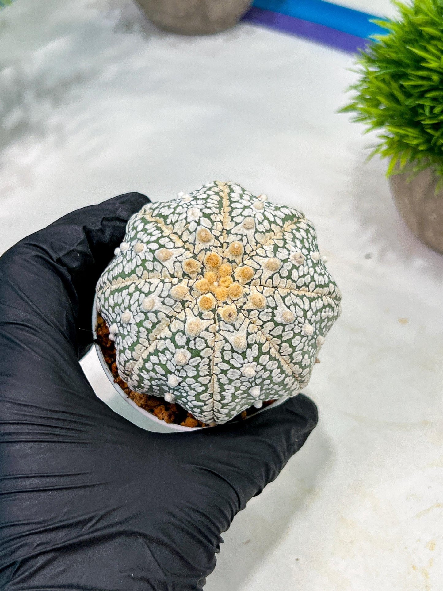 Custom Order- We’ll send you the exact live plant pictured (T4) (b4) | Vegas Plant Shop | 3" Pot