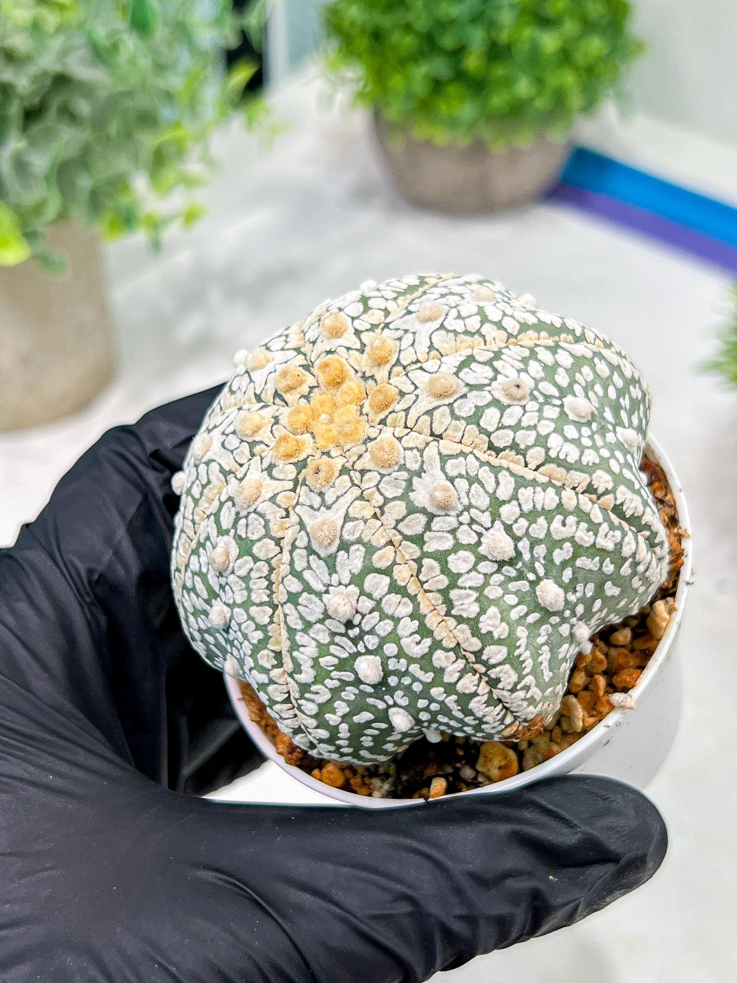 Custom Order- We’ll send you the exact live plant pictured (T4) (b4) | Vegas Plant Shop | 3" Pot