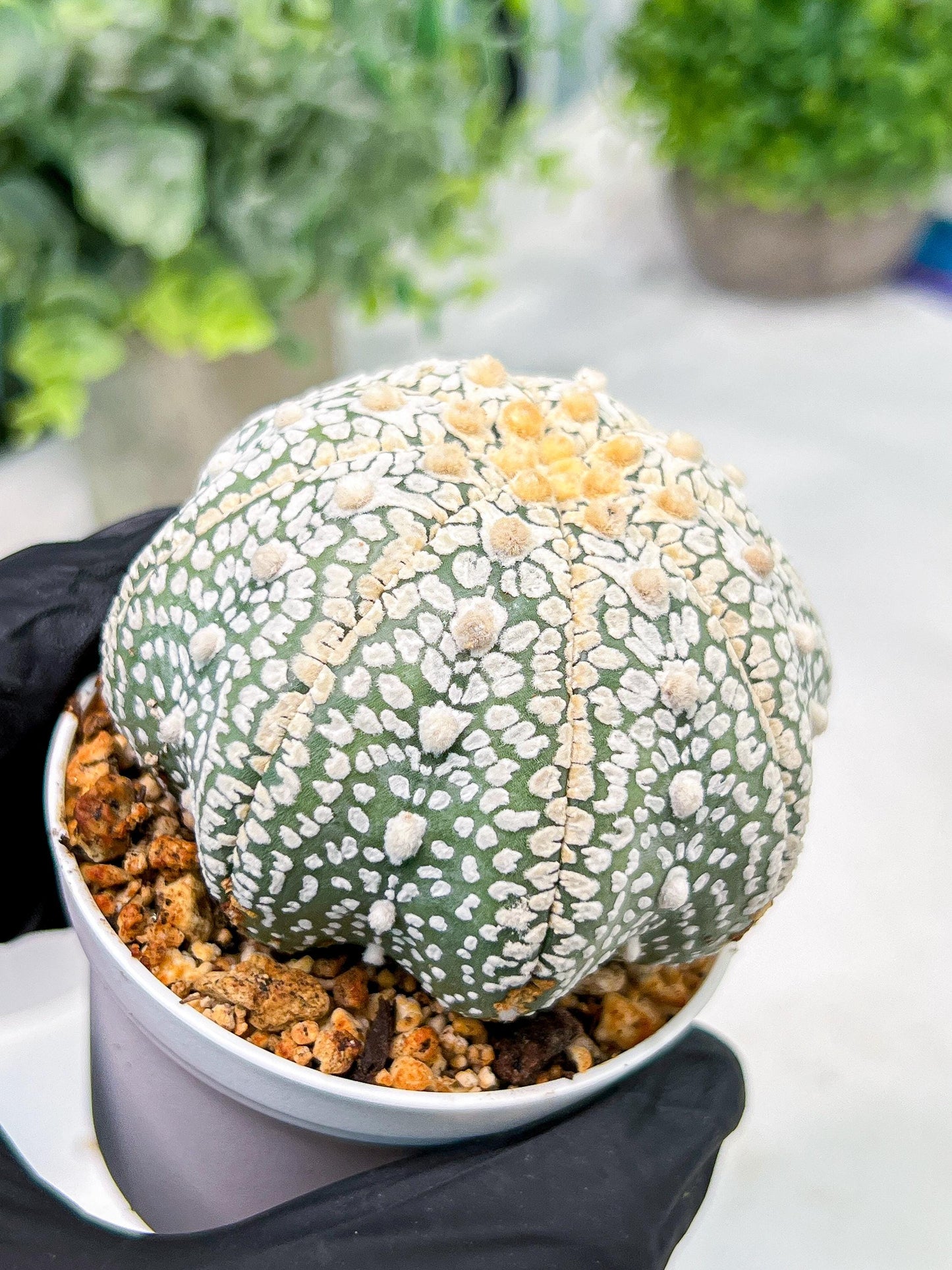 Custom Order- We’ll send you the exact live plant pictured (T4) (b4) | Vegas Plant Shop | 3" Pot