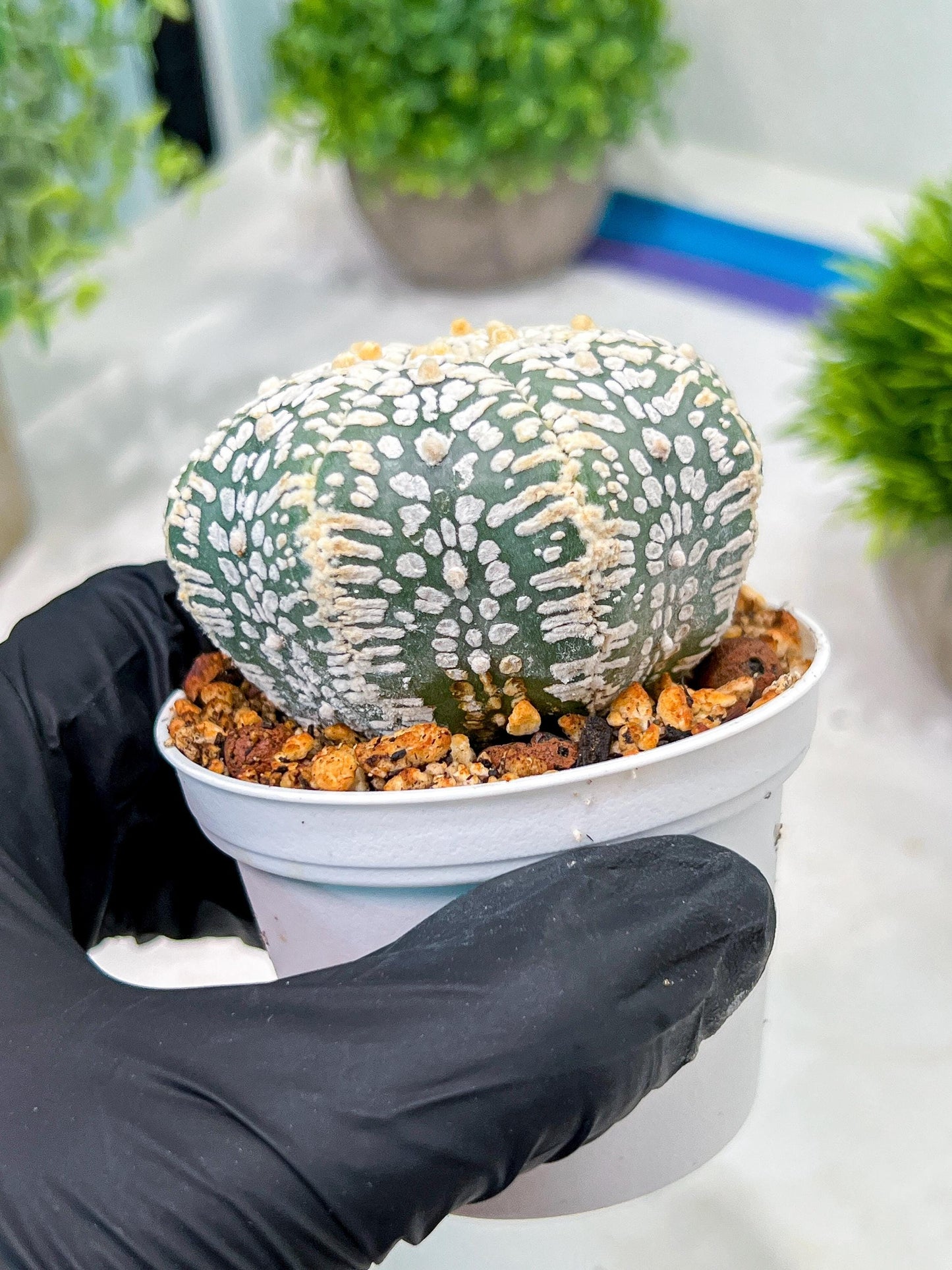 Custom Order- We’ll send you the exact live plant pictured (T4) (b5) | USA Plant SHOP | 3" Pot
