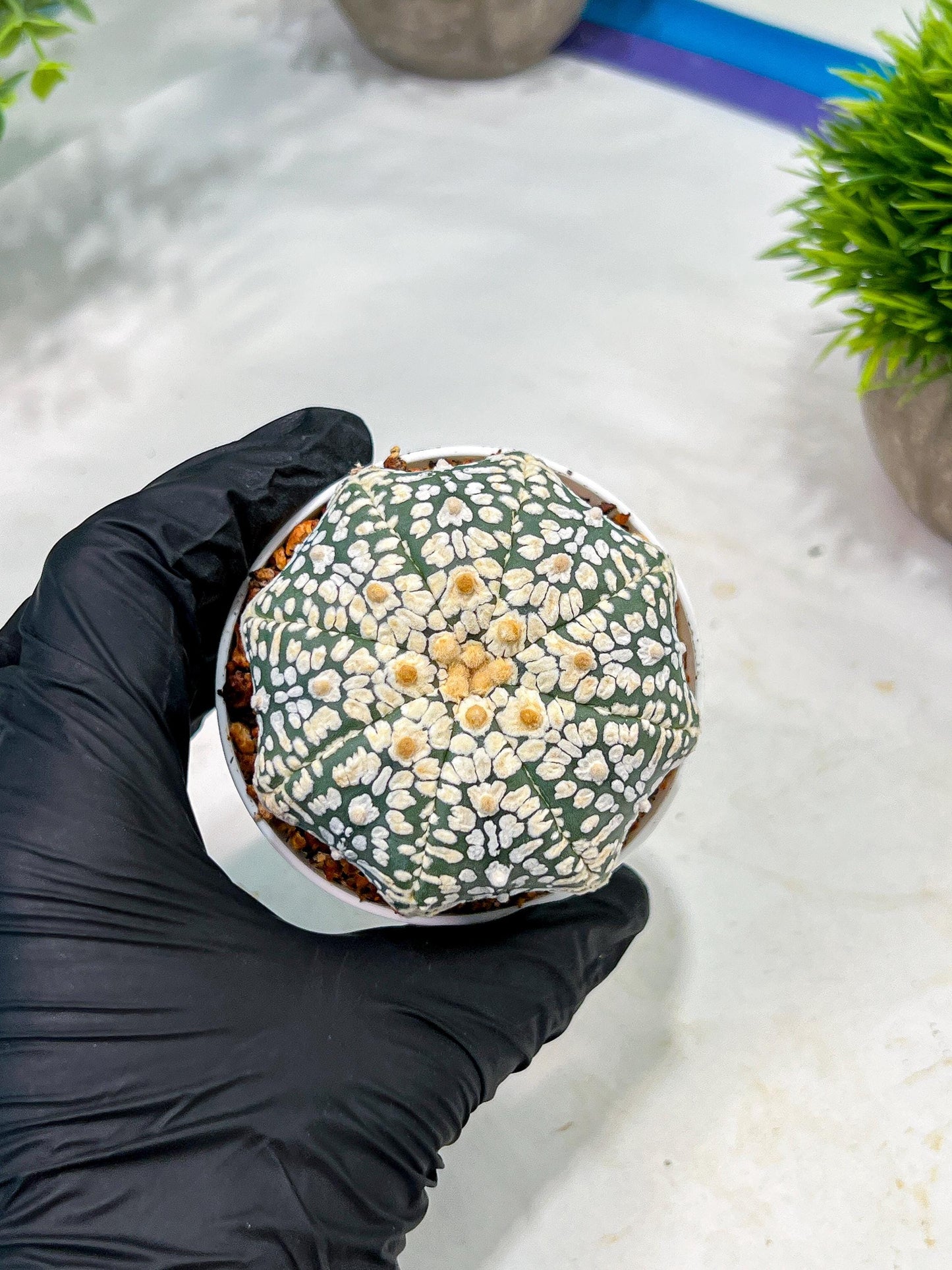 Custom Order- We’ll send you the exact live plant pictured (T4) (b5) | USA Plant SHOP | 3" Pot