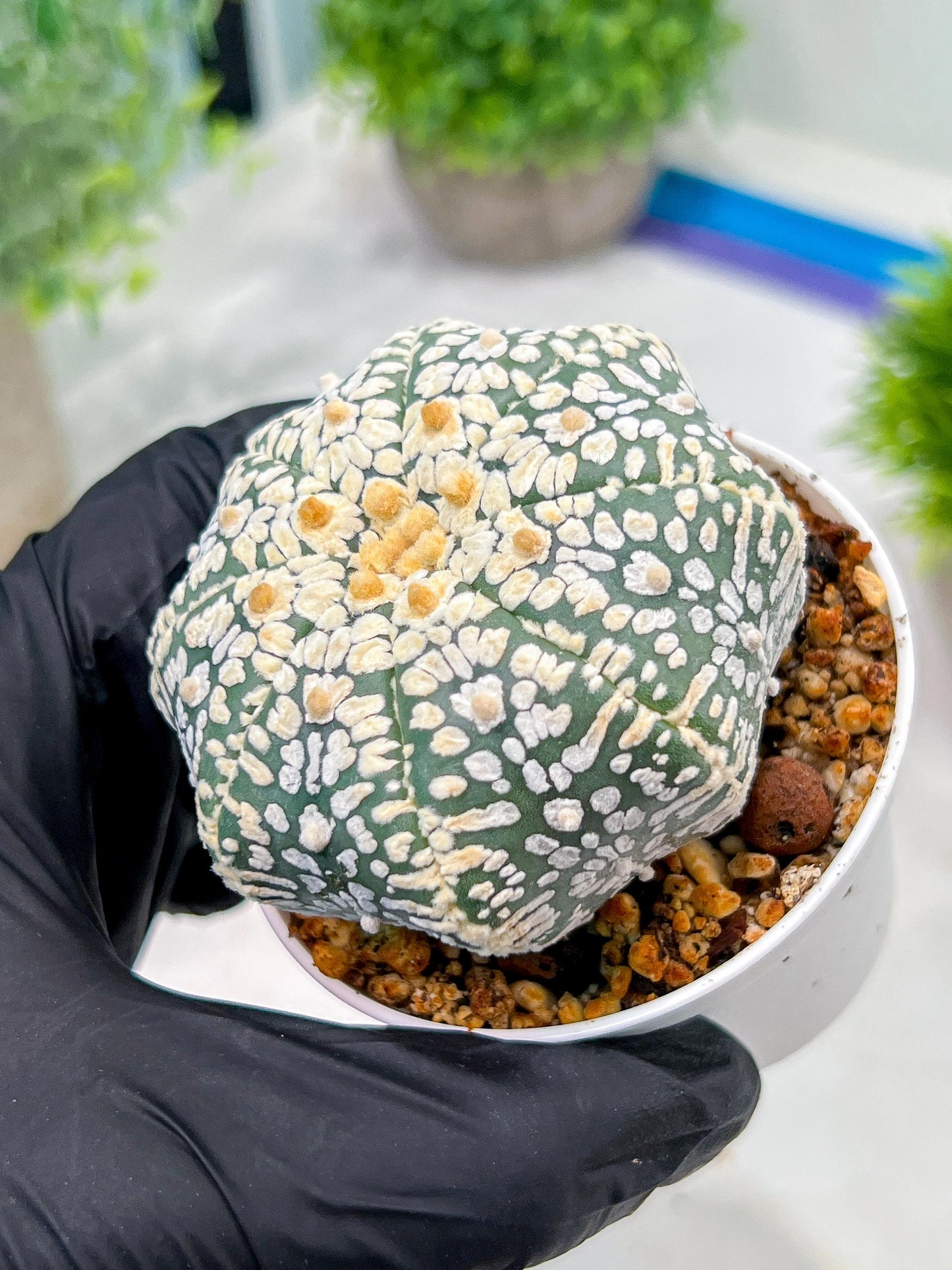 Custom Order- We’ll send you the exact live plant pictured (T4) (b5) | USA Plant SHOP | 3" Pot