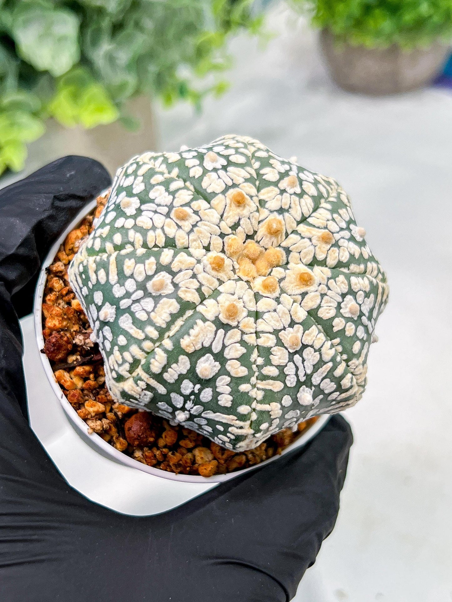 Custom Order- We’ll send you the exact live plant pictured (T4) (b5) | USA Plant SHOP | 3" Pot