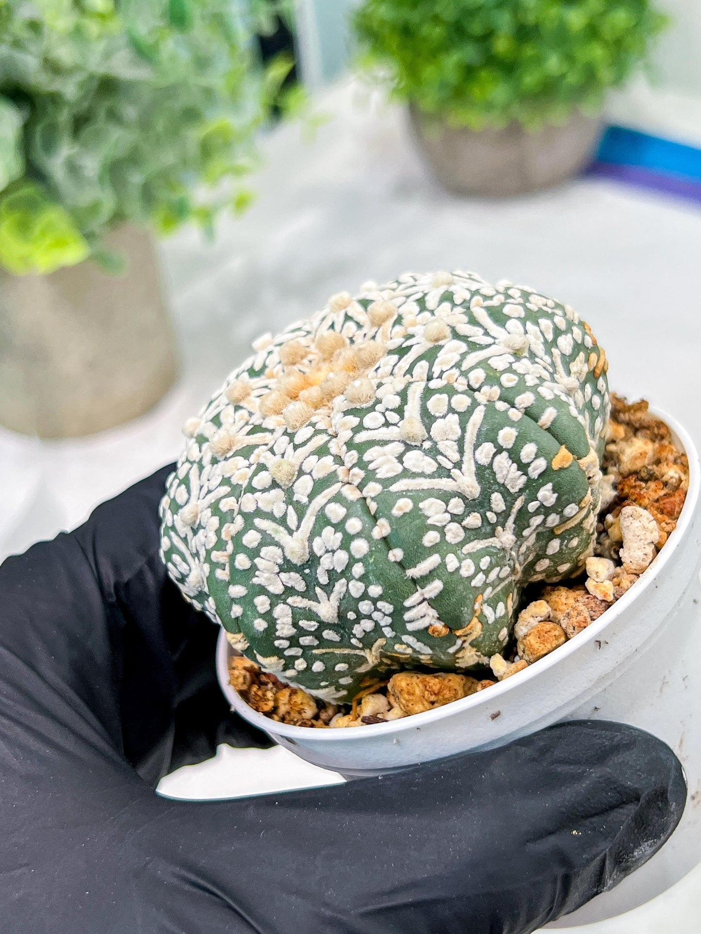 Custom Order- We’ll send you the exact live plant pictured (T4) (b6) | Ship from USA | 3" Pot
