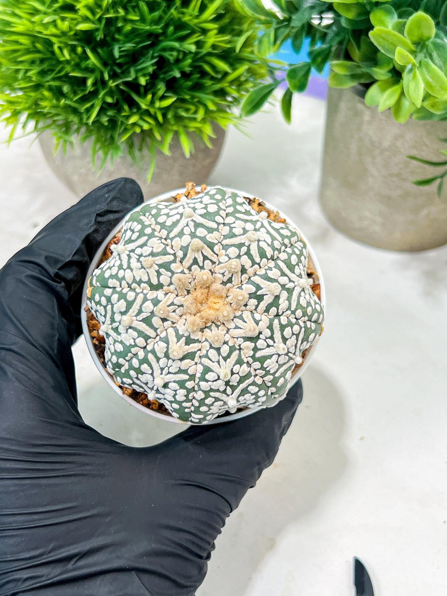 Custom Order- We’ll send you the exact live plant pictured (T4) (b6) | Ship from USA | 3" Pot