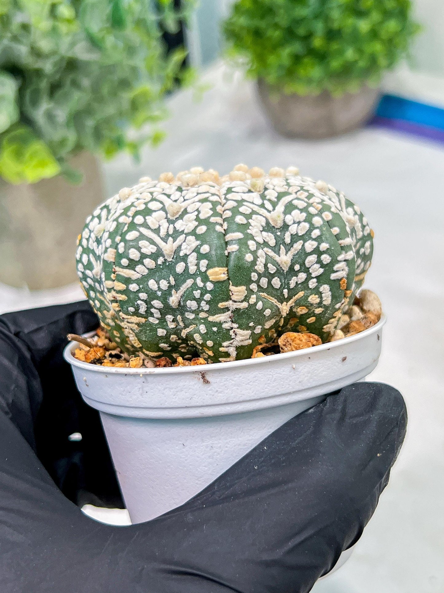Custom Order- We’ll send you the exact live plant pictured (T4) (b6) | Ship from USA | 3" Pot