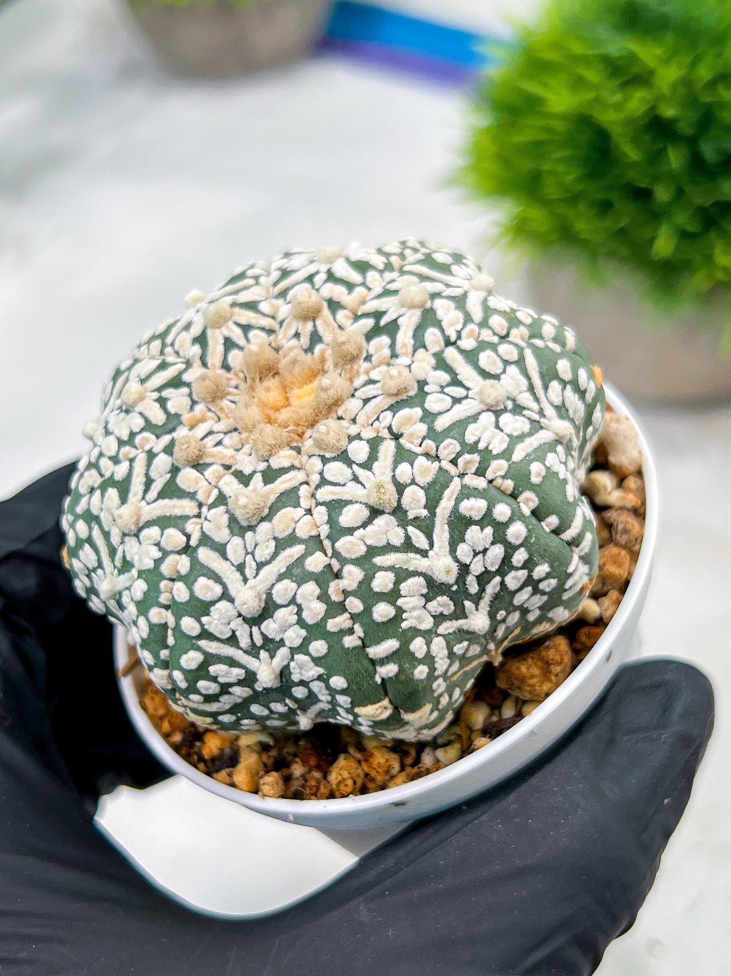 Custom Order- We’ll send you the exact live plant pictured (T4) (b6) | Ship from USA | 3" Pot