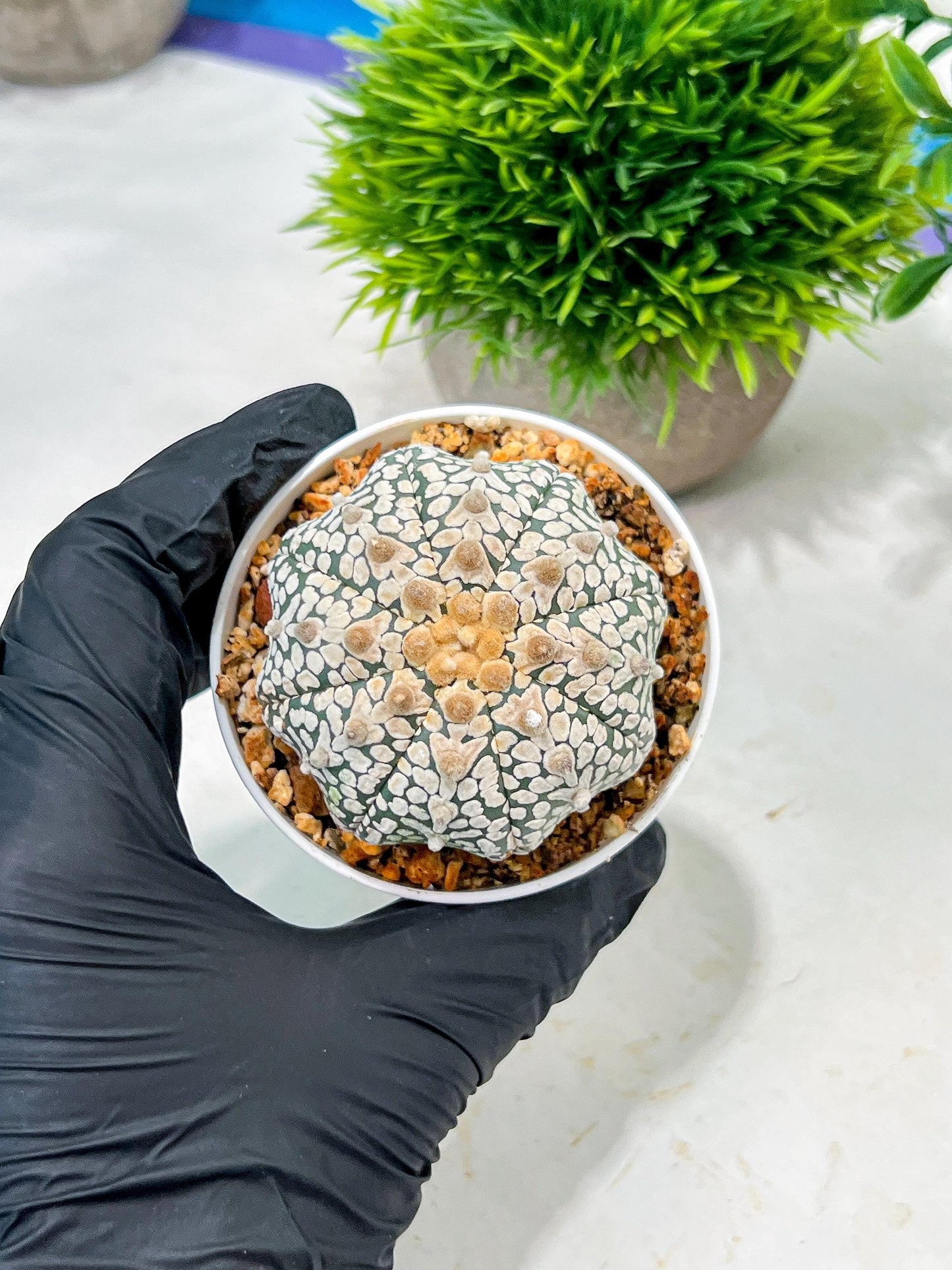 Custom Order- We’ll send you the exact live plant pictured (T4) (b7) | Las Vegas Seller | 3" Pot