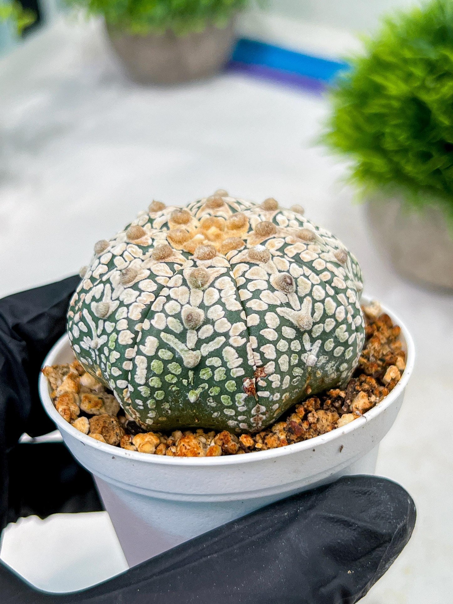 Custom Order- We’ll send you the exact live plant pictured (T4) (b7) | Las Vegas Seller | 3" Pot