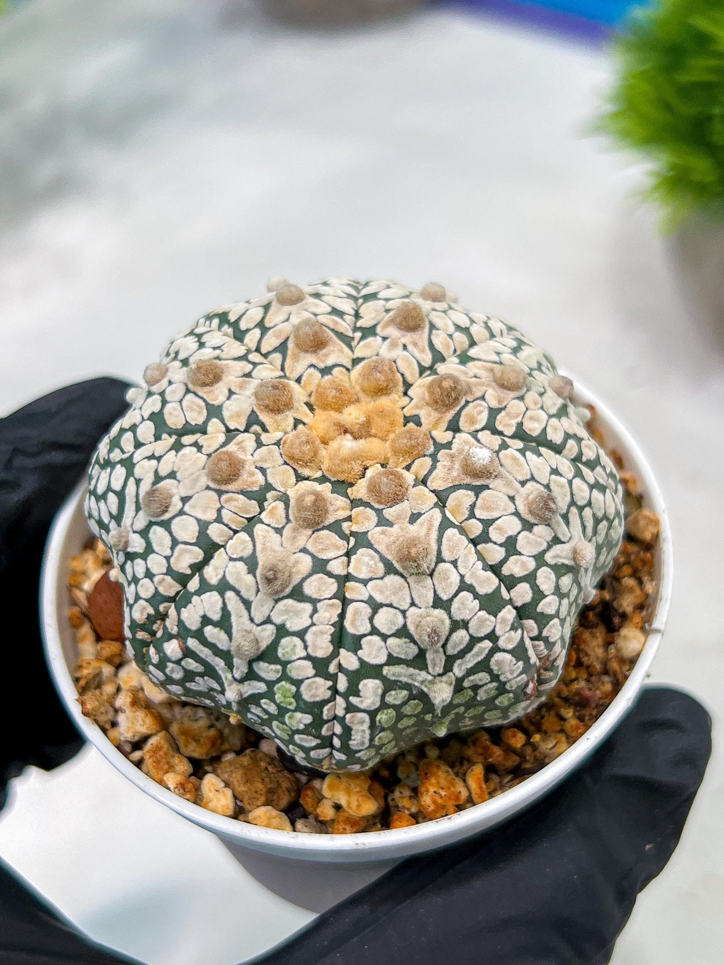 Custom Order- We’ll send you the exact live plant pictured (T4) (b7) | Las Vegas Seller | 3" Pot