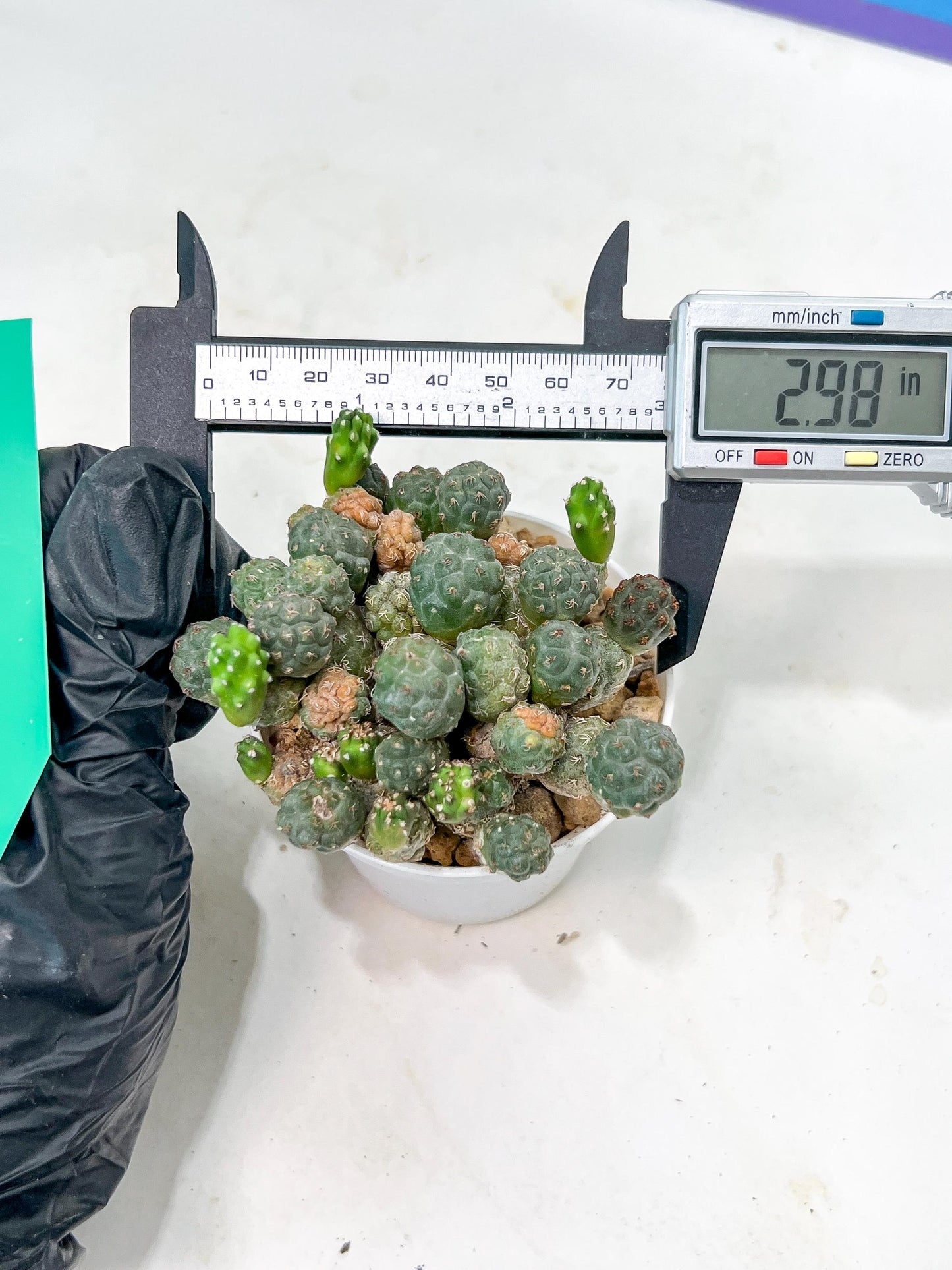 Maihueniopsis minuta Cactus | Imported Cactus | Rare Succulent