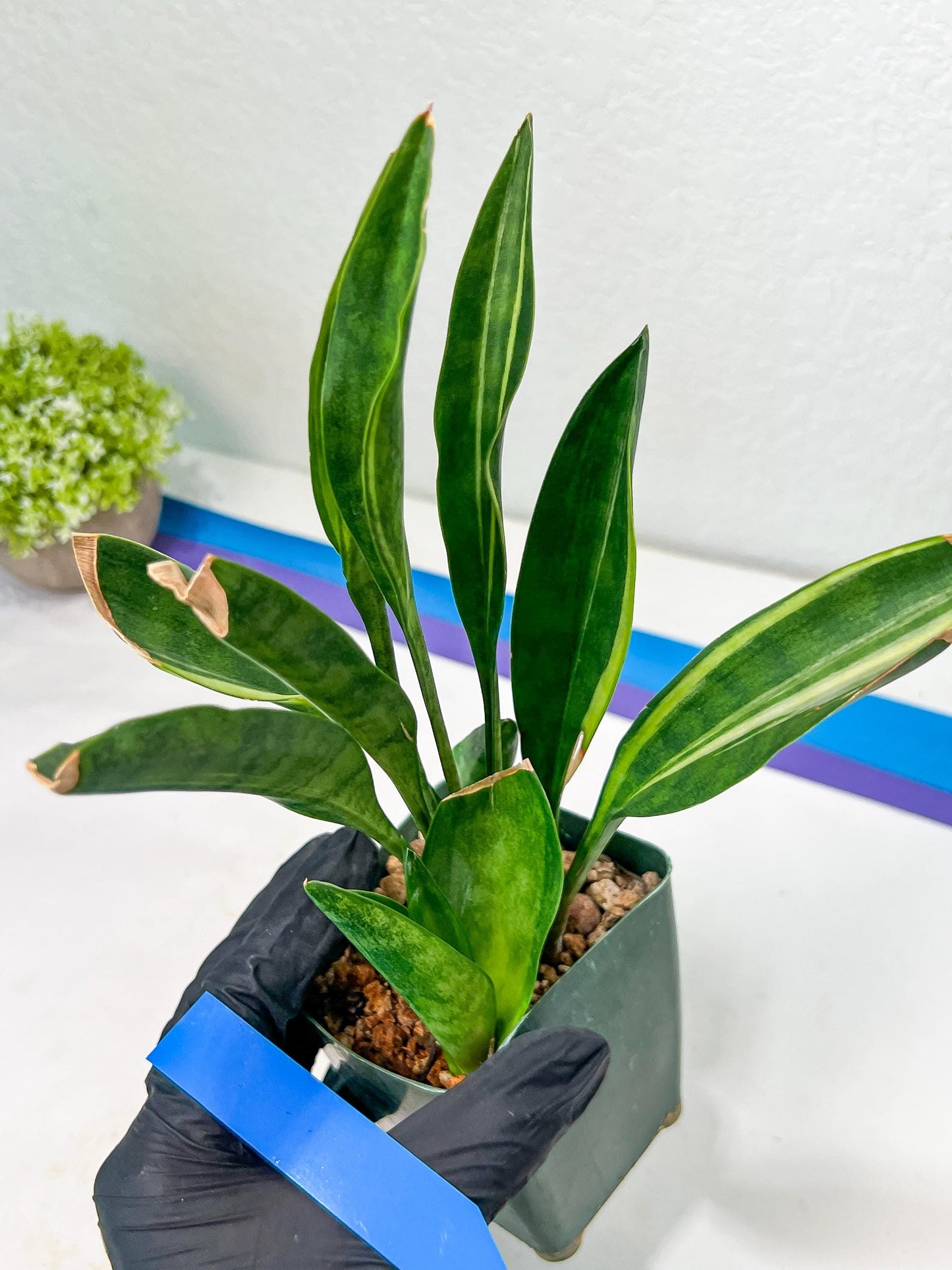 Sansevieria Sudwala Caves Variegated | Rare Impoted Plants