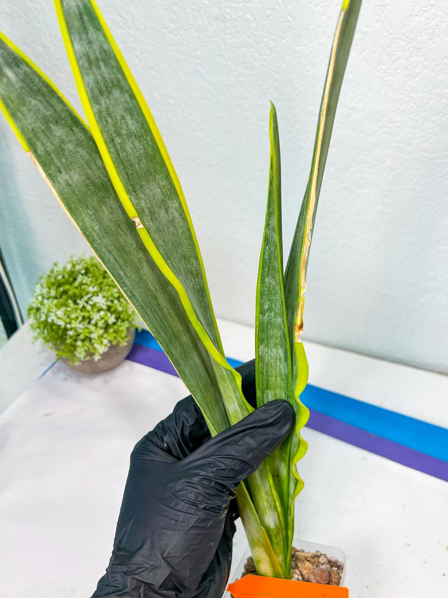 Sansevieria trifasciata Assalam | Imported Plants