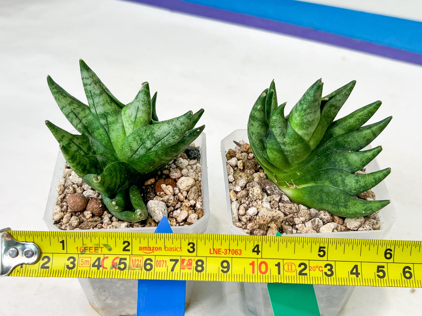 Sansevieria Goku (#A4) | Dwarf Hybrids