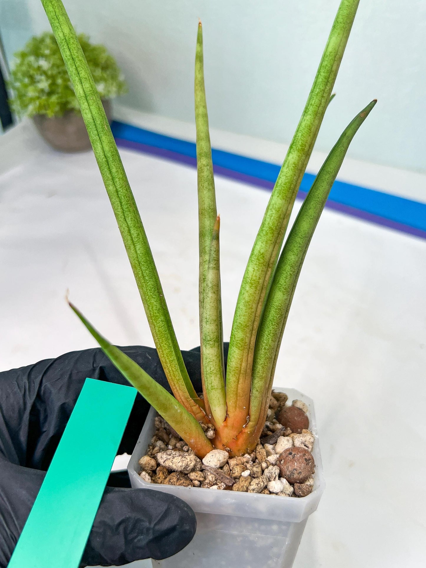 Sanseviera Flamingo (#B1) | Imported Hybrids