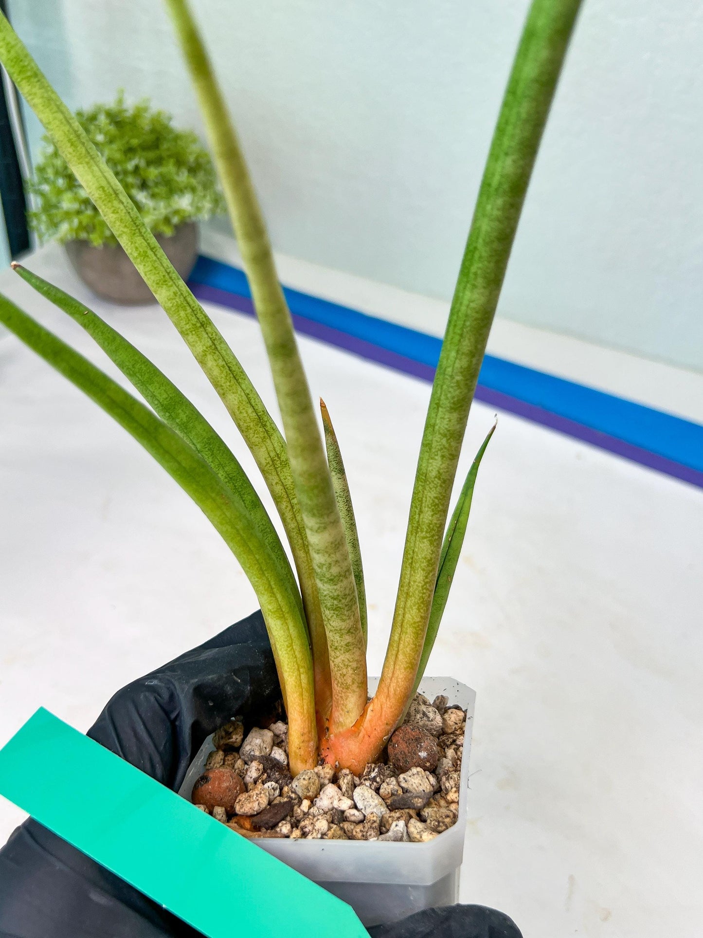 Sanseviera Flamingo (#B1) | Imported Hybrids