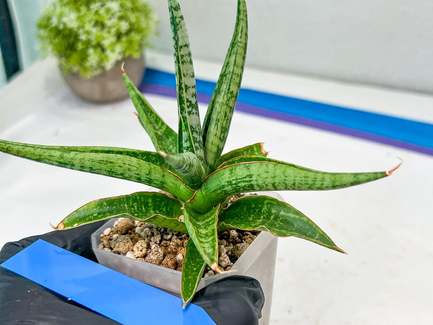 Sansevieria Trident (PH18) | Imported Indoor Snake Plant