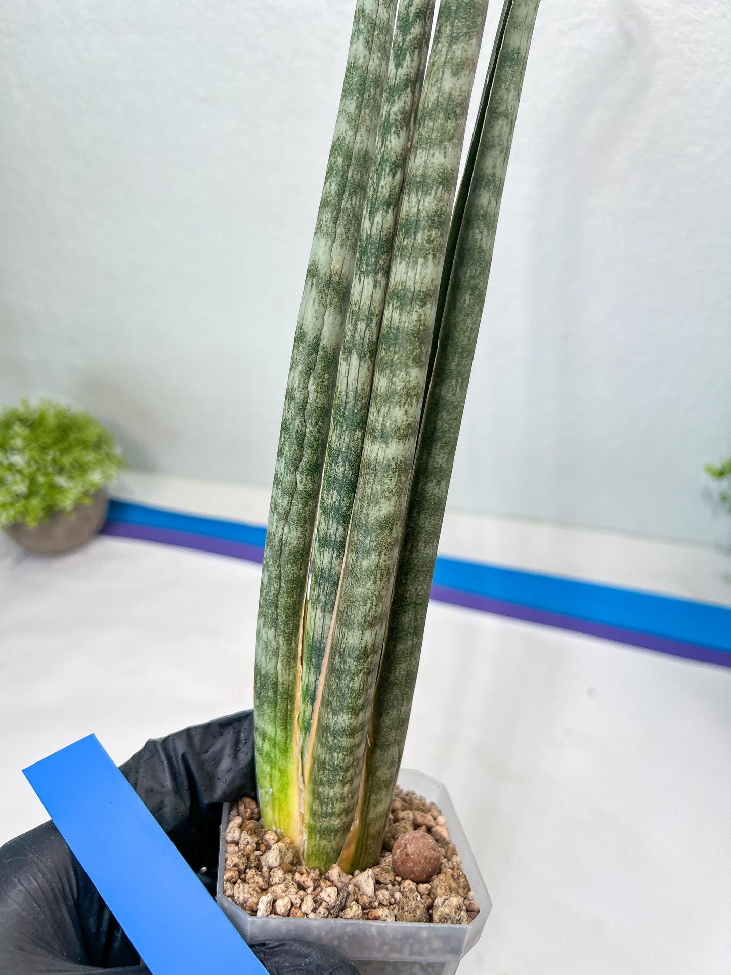 Sansevieria Pix Maro (B3) | New Hybrids Imported