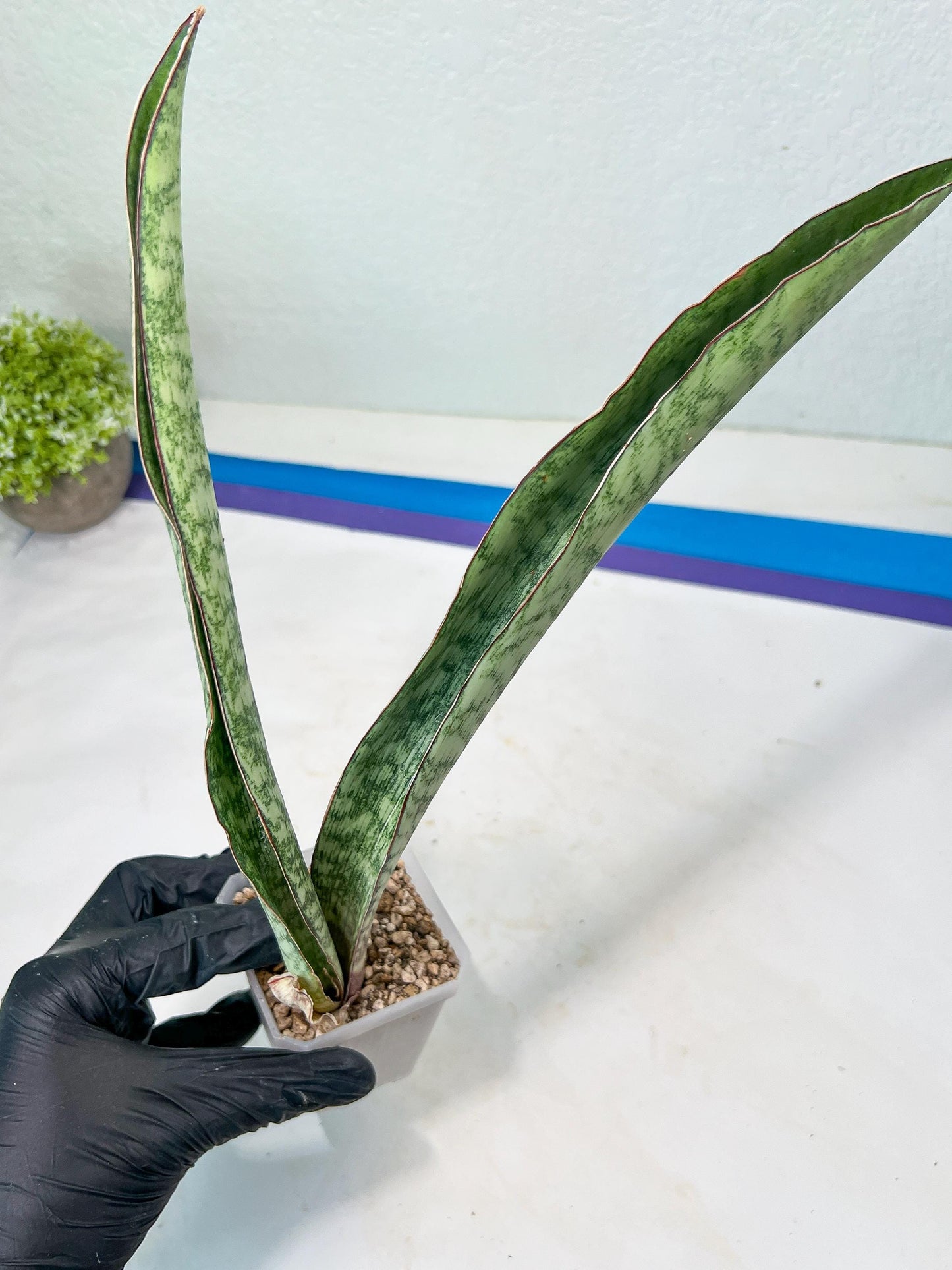 Sansevieria Rayquaza (B3) | New Hybrids Imported