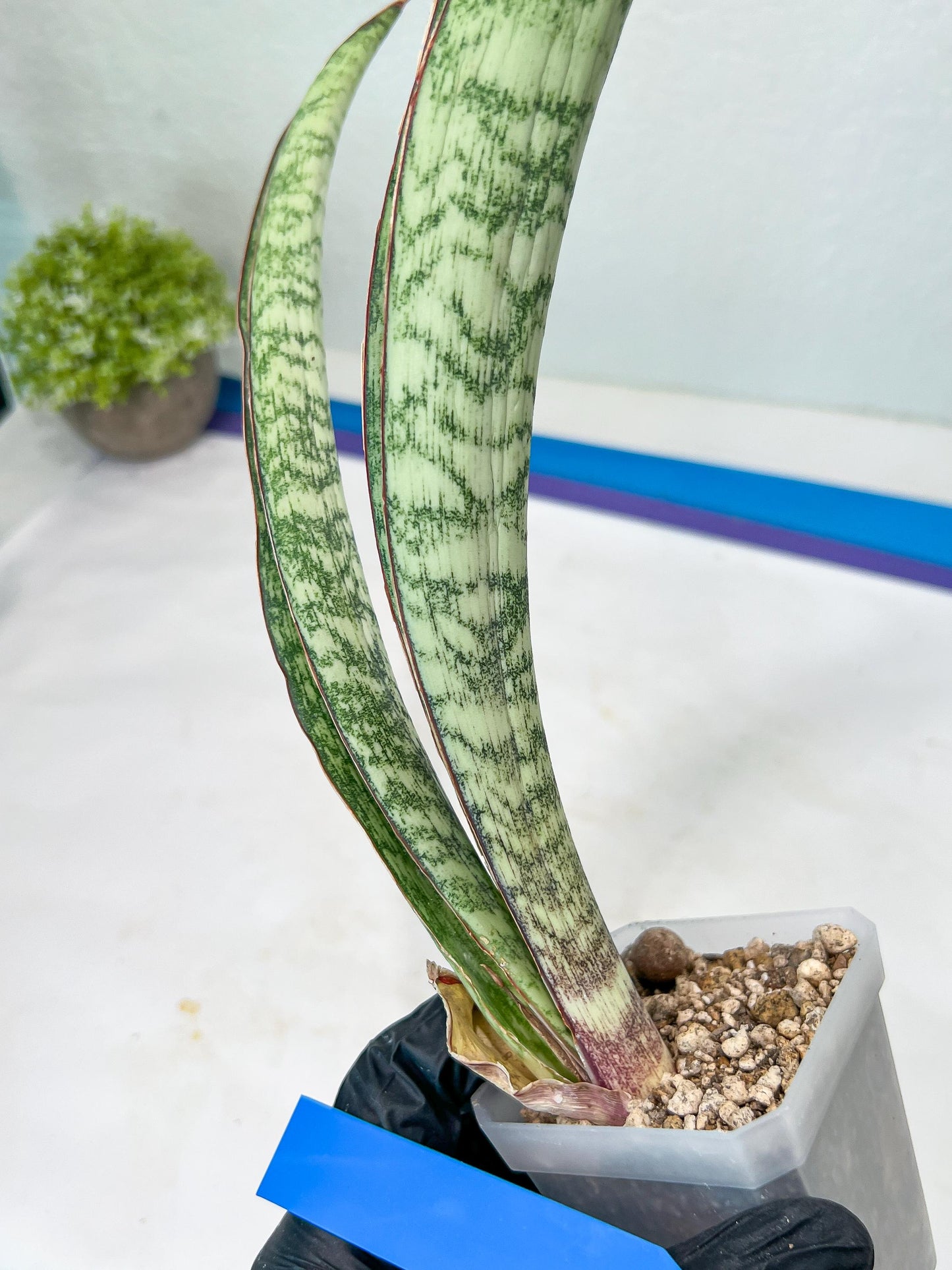 Sansevieria Rayquaza (B3) | New Hybrids Imported