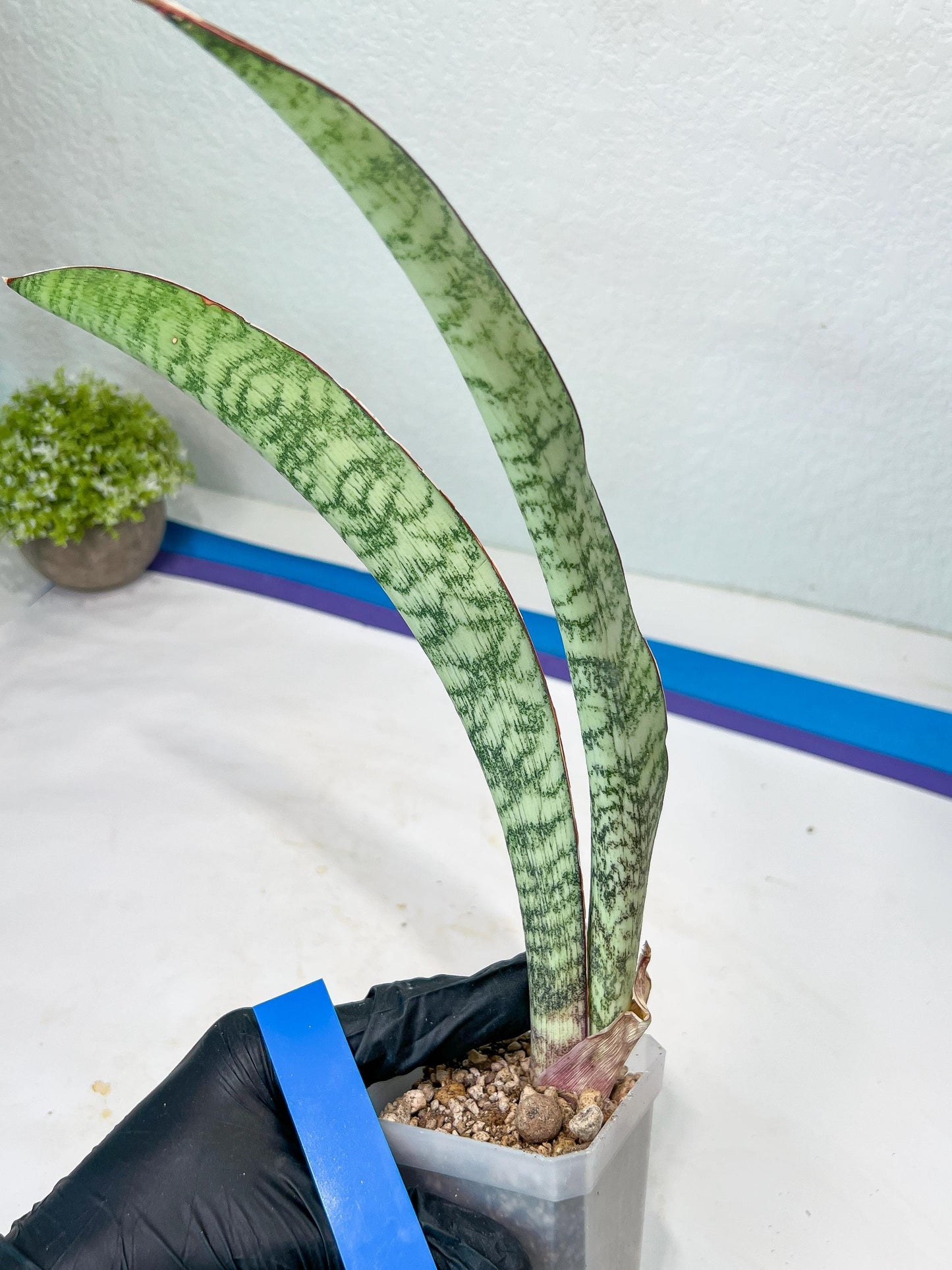 Sansevieria Rayquaza (B3) | New Hybrids Imported