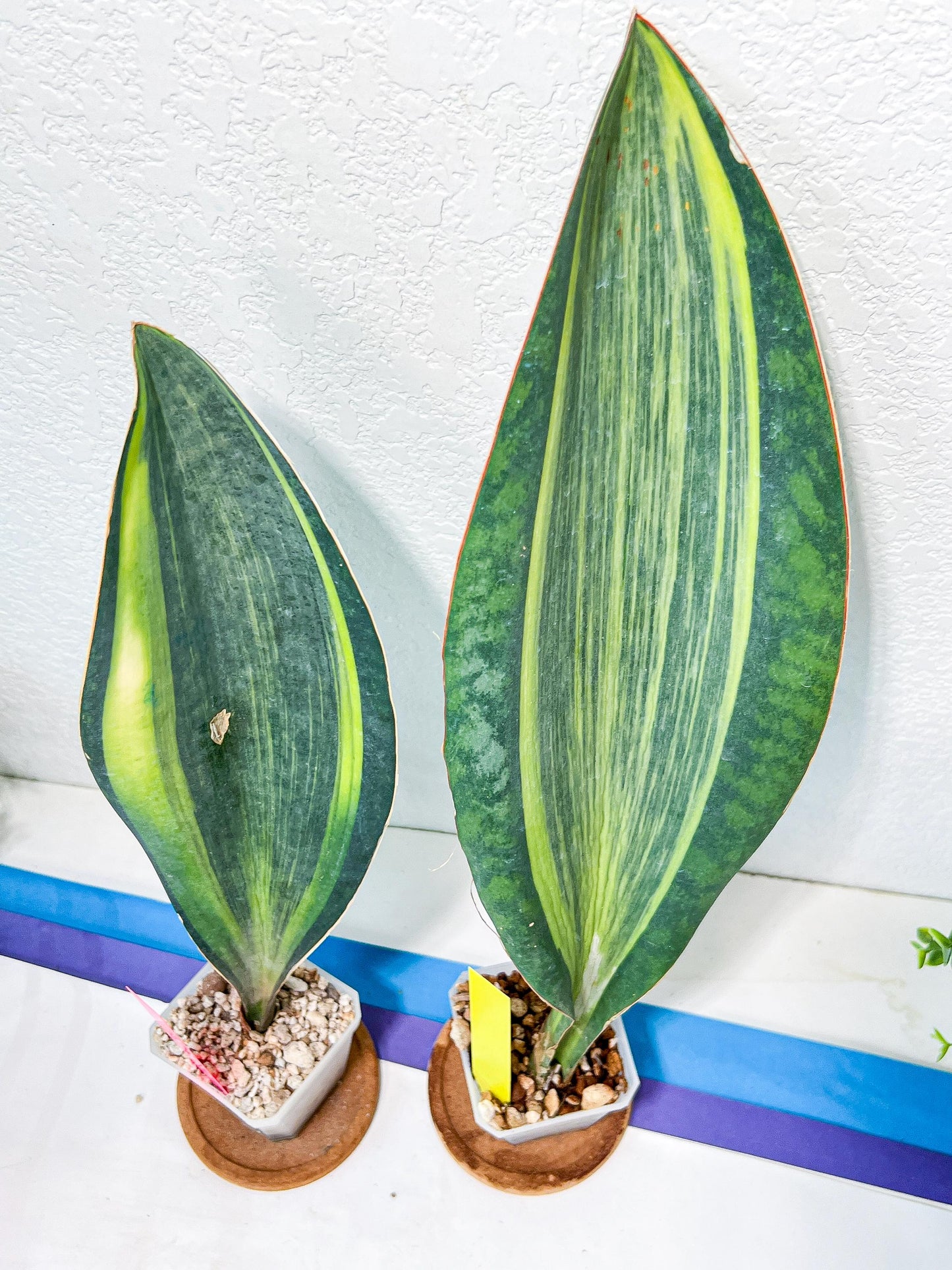 Sansevieria Masoniana Variegated | Mason | Shark Fin