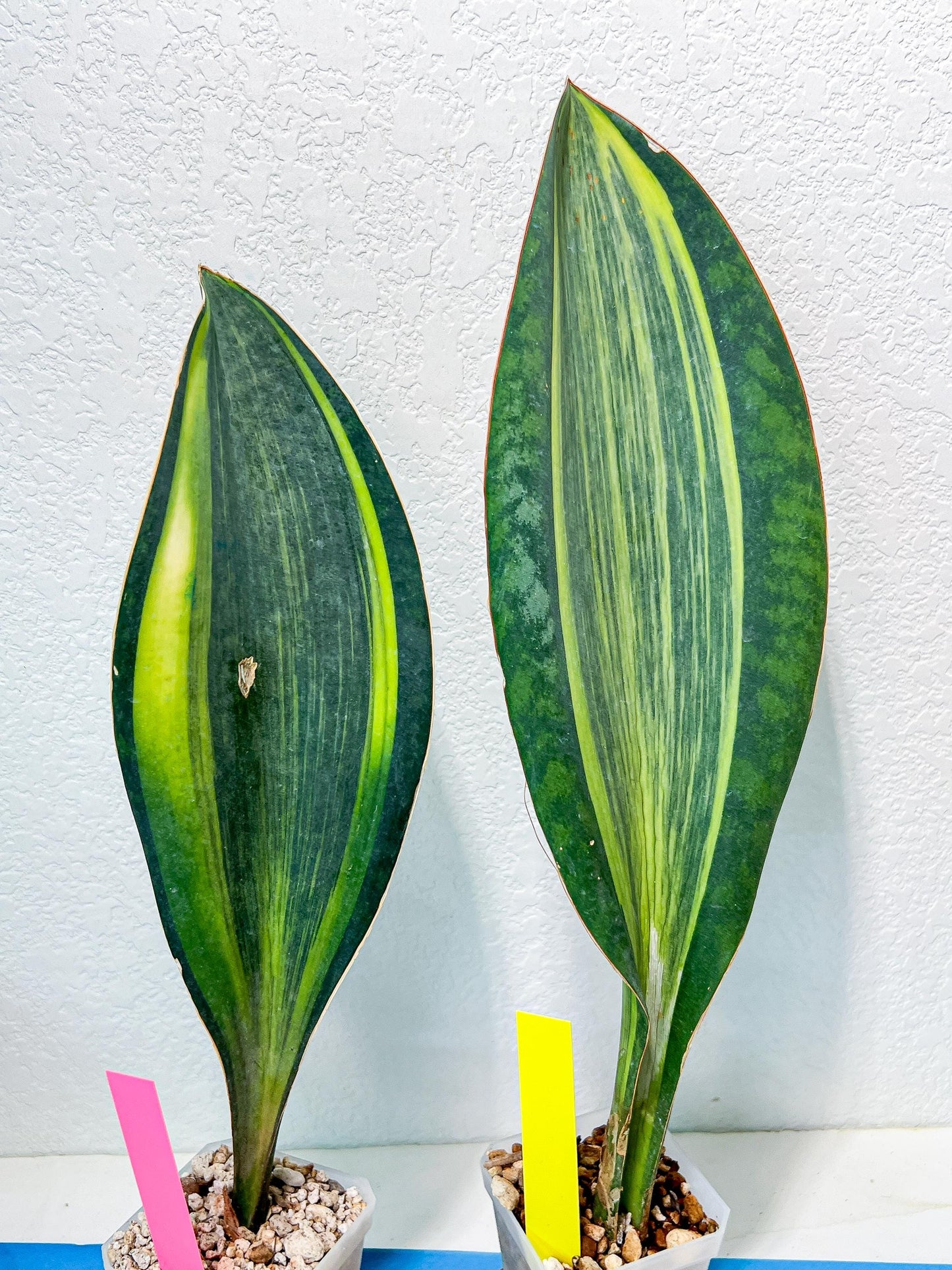 Sansevieria Masoniana Variegated | Mason | Shark Fin
