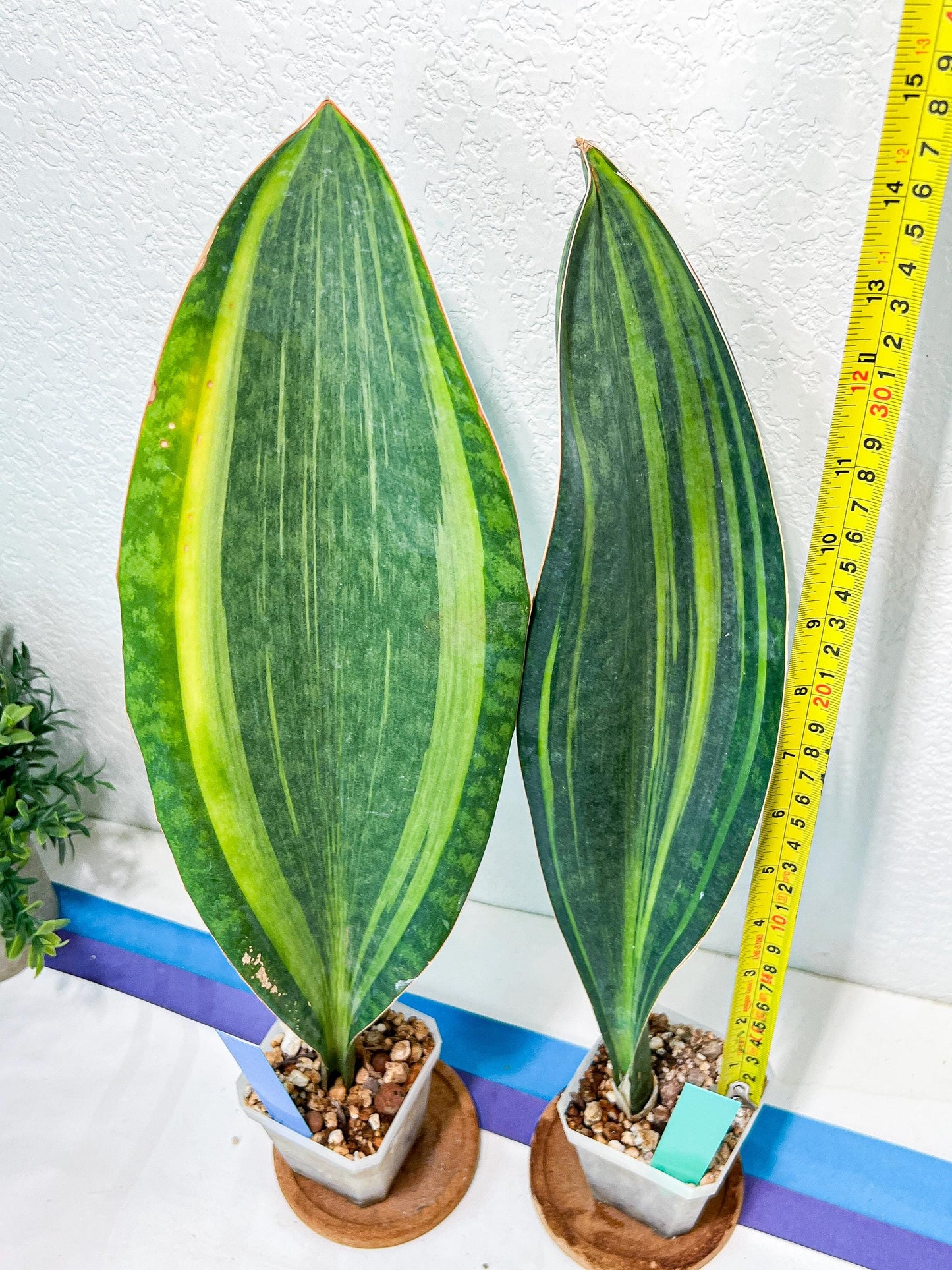 Sansevieria Masoniana Variegated | Mason | Shark Fin