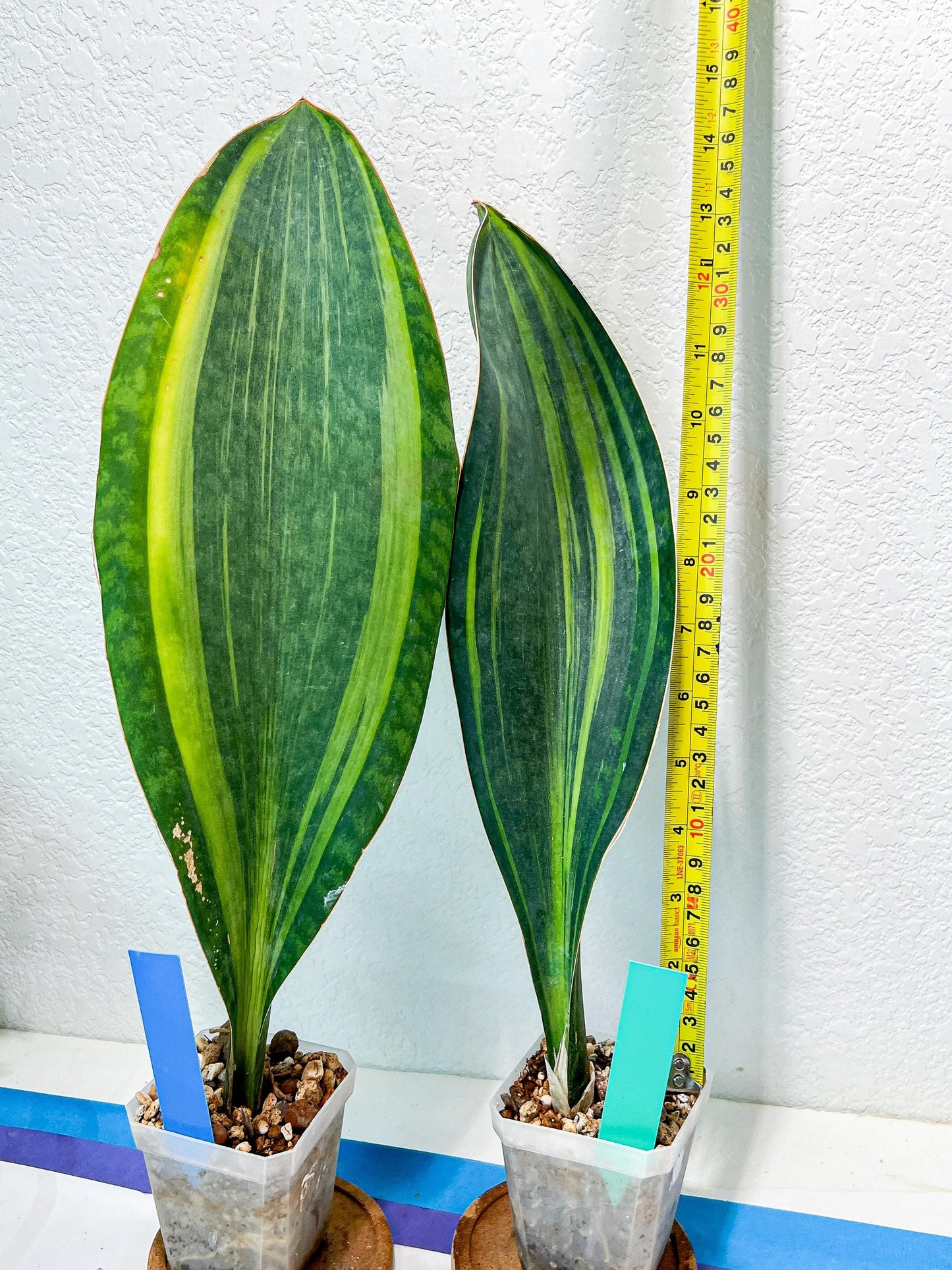 Sansevieria Masoniana Variegated | Mason | Shark Fin