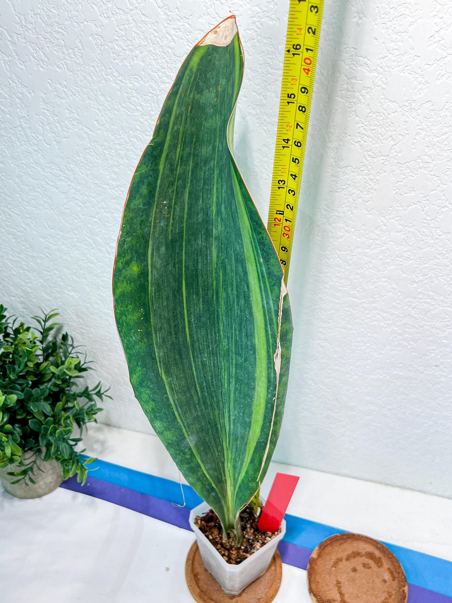 Sansevieria Masoniana Variegated | Mason | Shark Fin