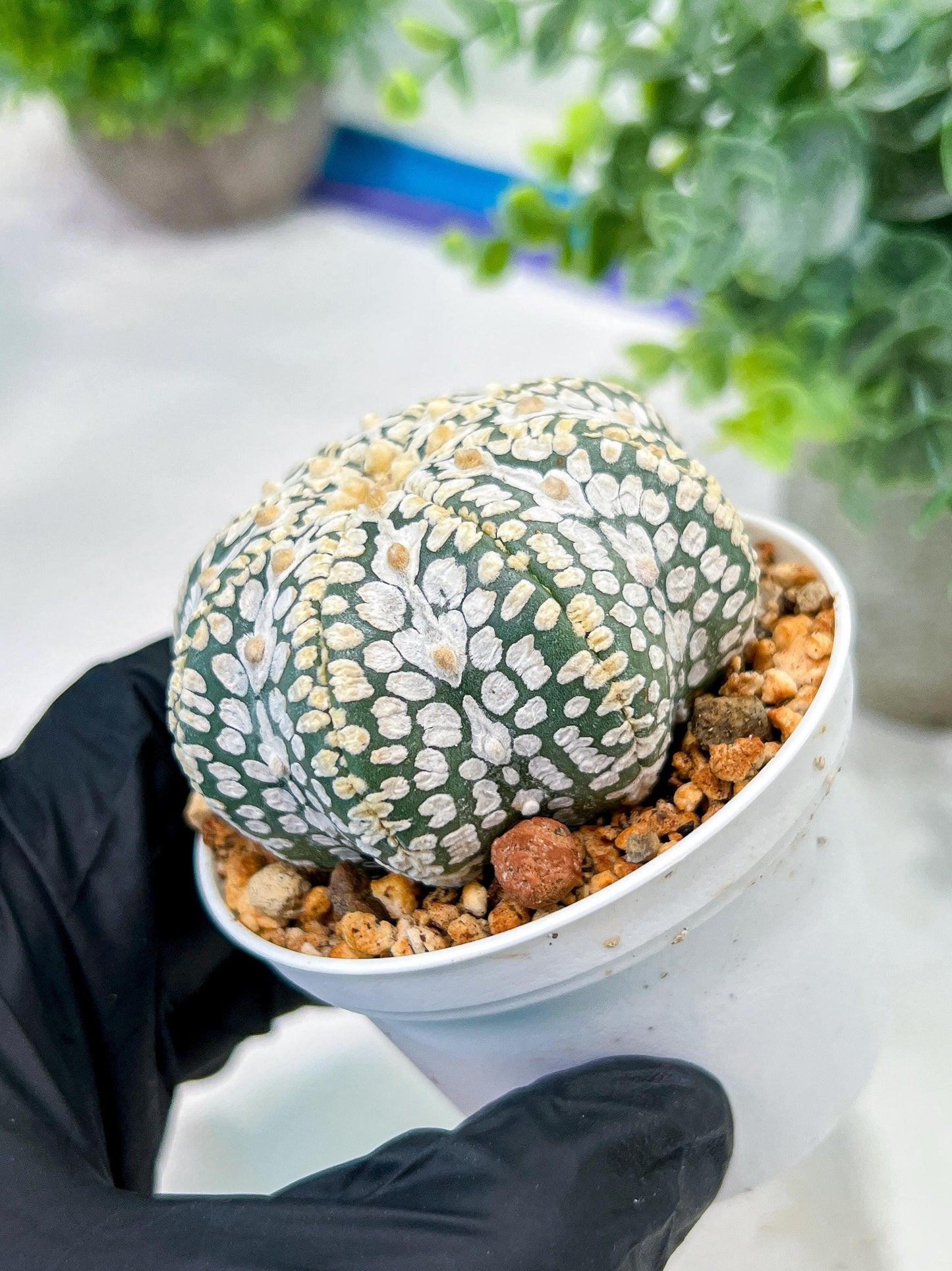 Custom Order- We’ll send you the exact live plant pictured (T5) (g1) | Imported From Japan | 3" Pot
