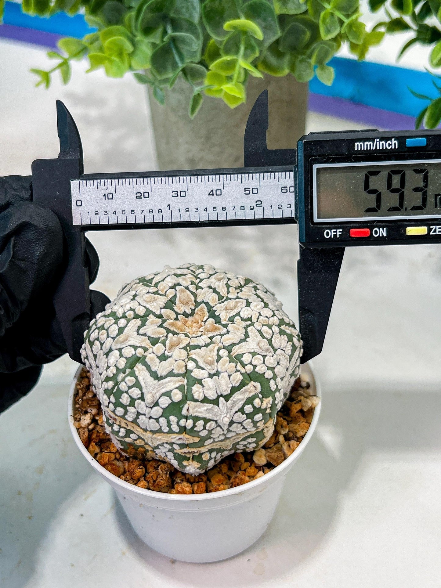 Custom Order- We’ll send you the exact live plant pictured (T5) (g2) | Las Vegas Plant Shop | 3" Pot