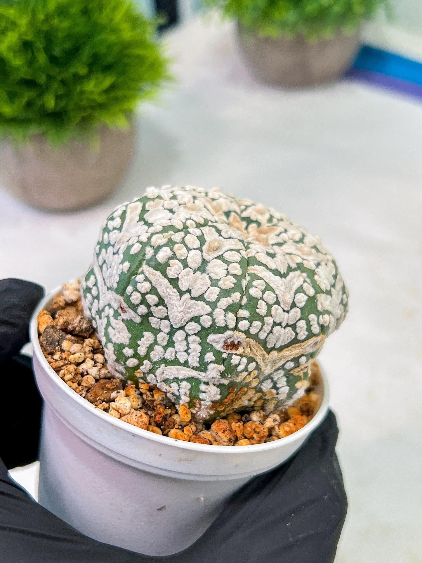 Custom Order- We’ll send you the exact live plant pictured (T5) (g2) | Las Vegas Plant Shop | 3" Pot