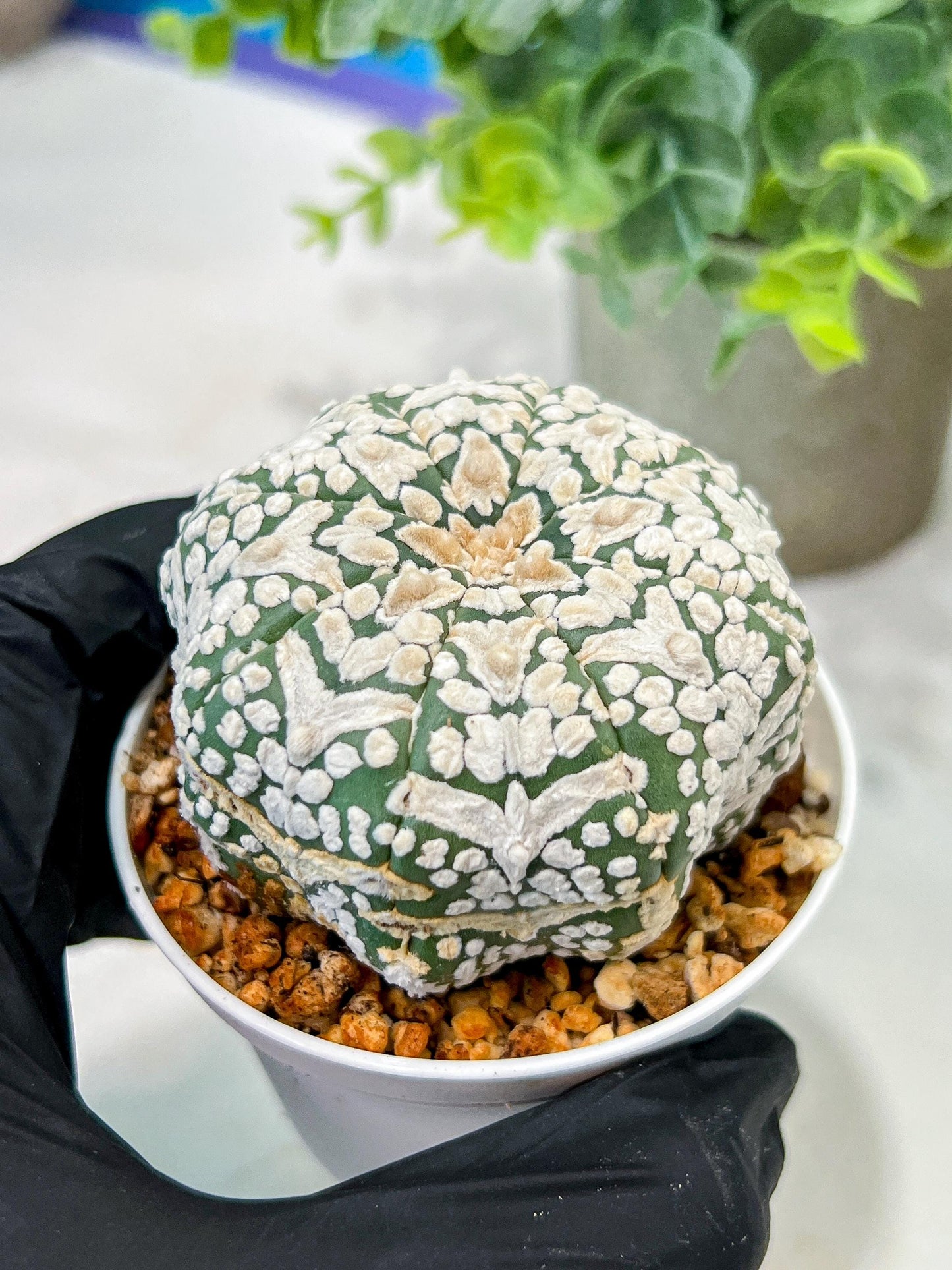 Custom Order- We’ll send you the exact live plant pictured (T5) (g2) | Las Vegas Plant Shop | 3" Pot