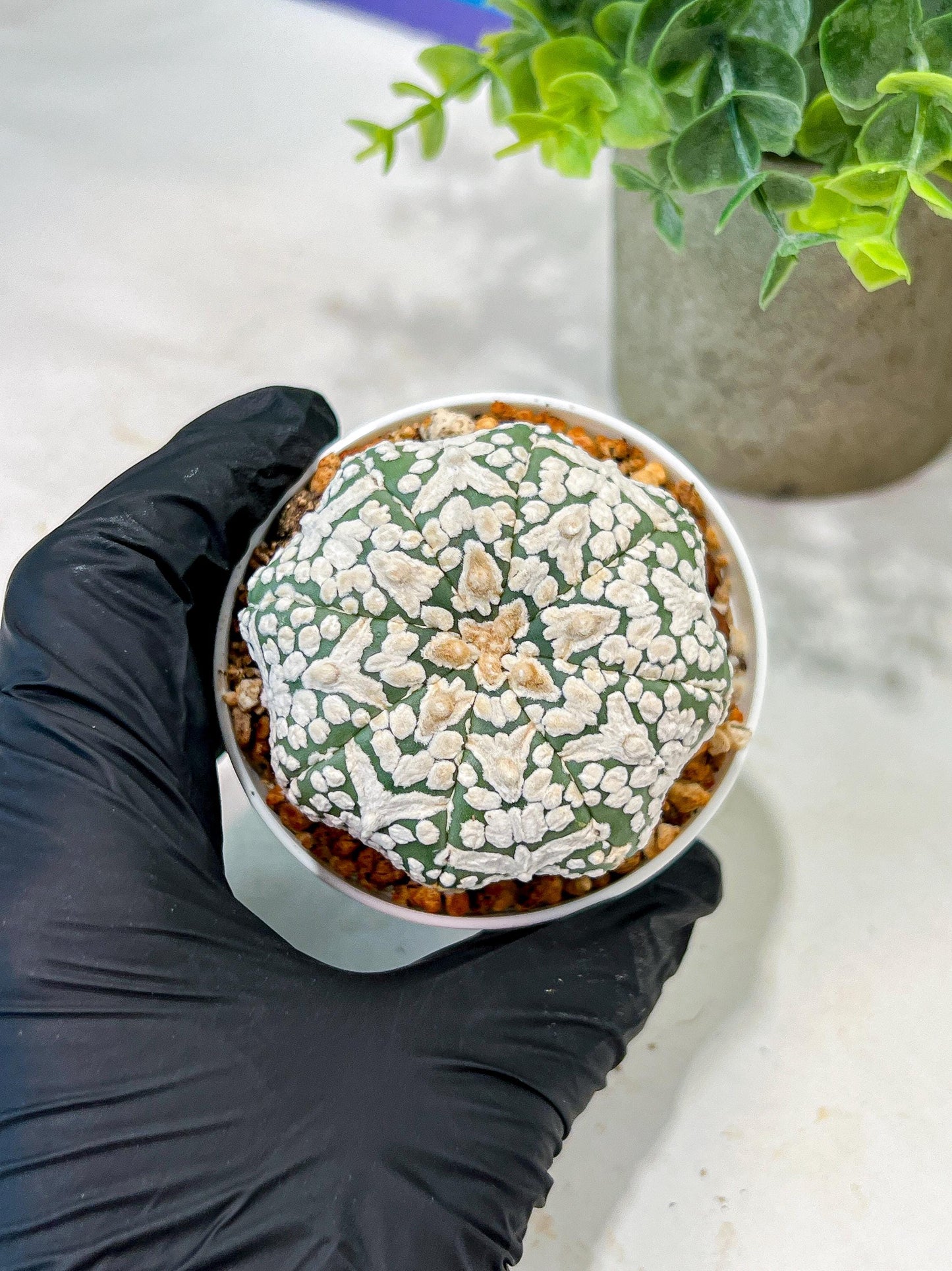 Custom Order- We’ll send you the exact live plant pictured (T5) (g2) | Las Vegas Plant Shop | 3" Pot