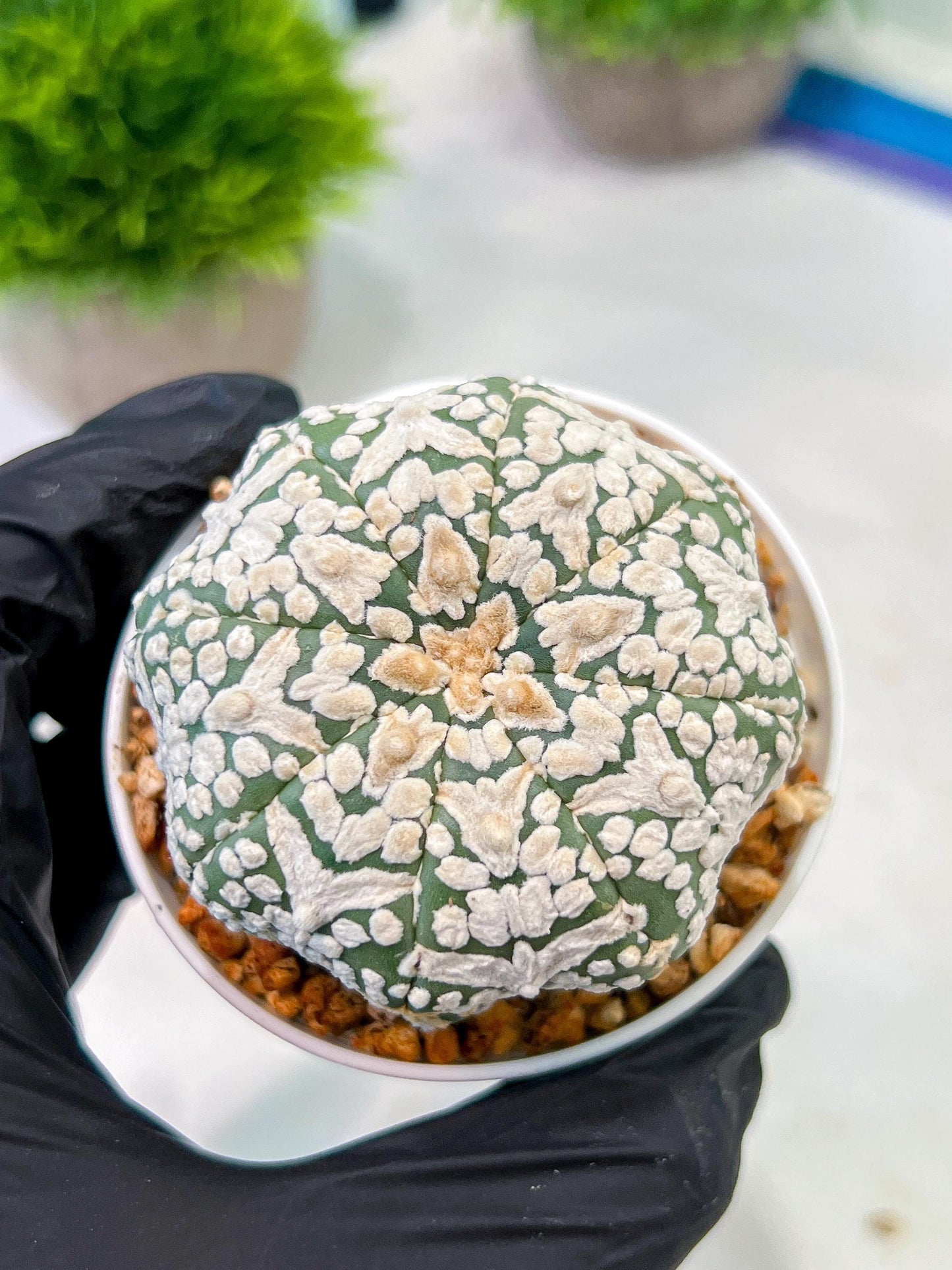 Custom Order- We’ll send you the exact live plant pictured (T5) (g2) | Las Vegas Plant Shop | 3" Pot